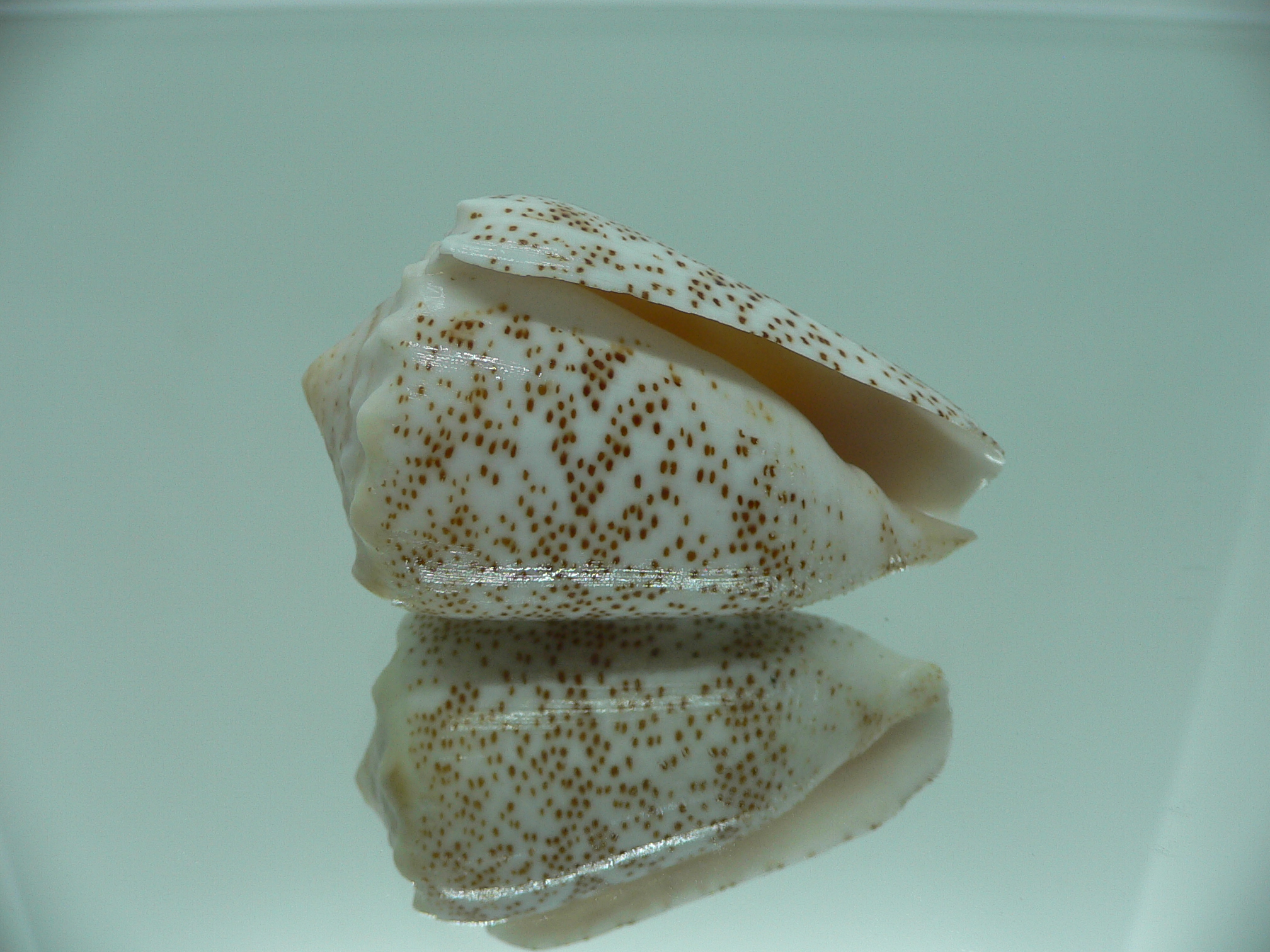 Conus arenatus WIDE