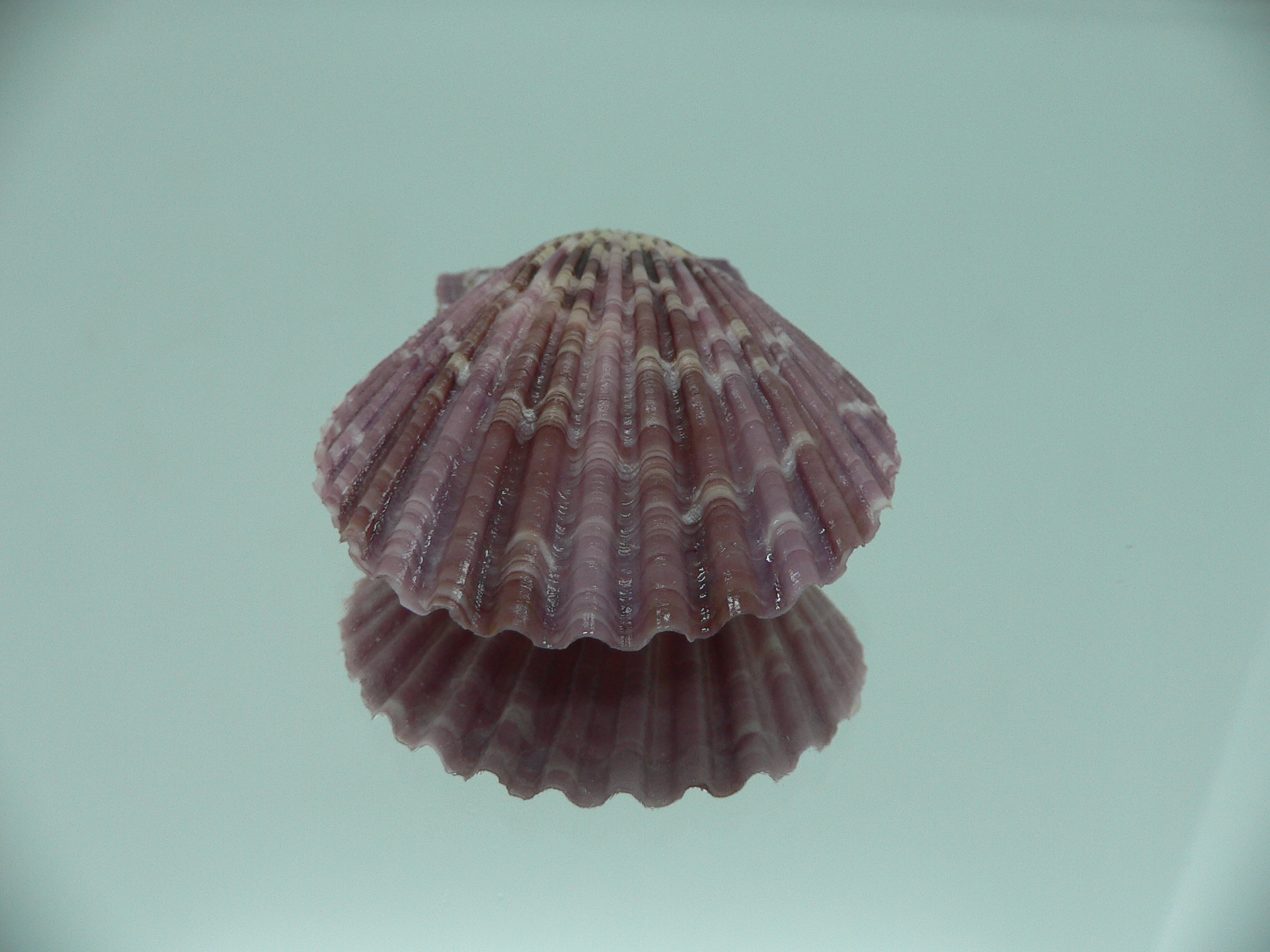 Mimachlamys sanguinea VIOLET