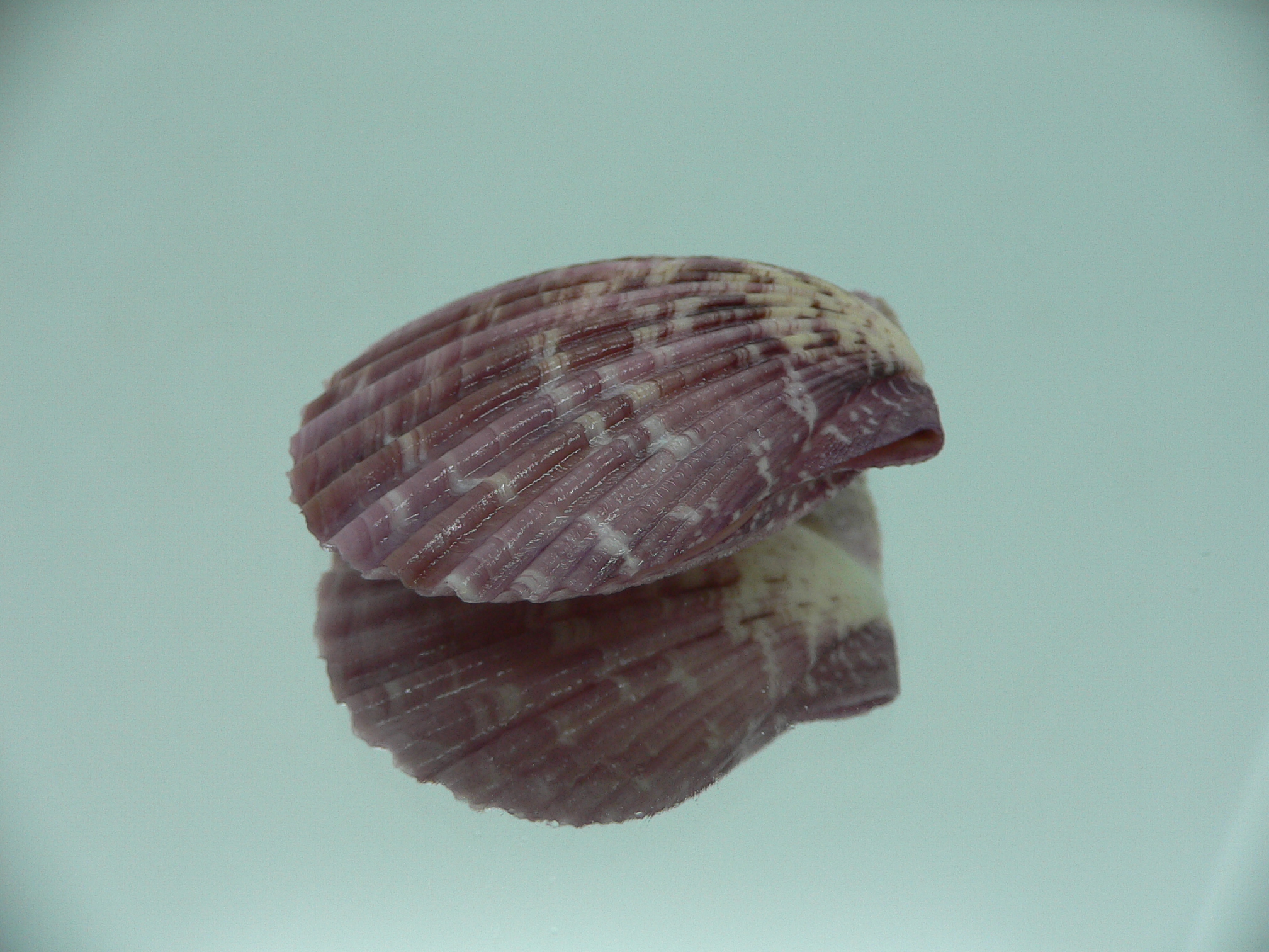 Mimachlamys sanguinea VIOLET