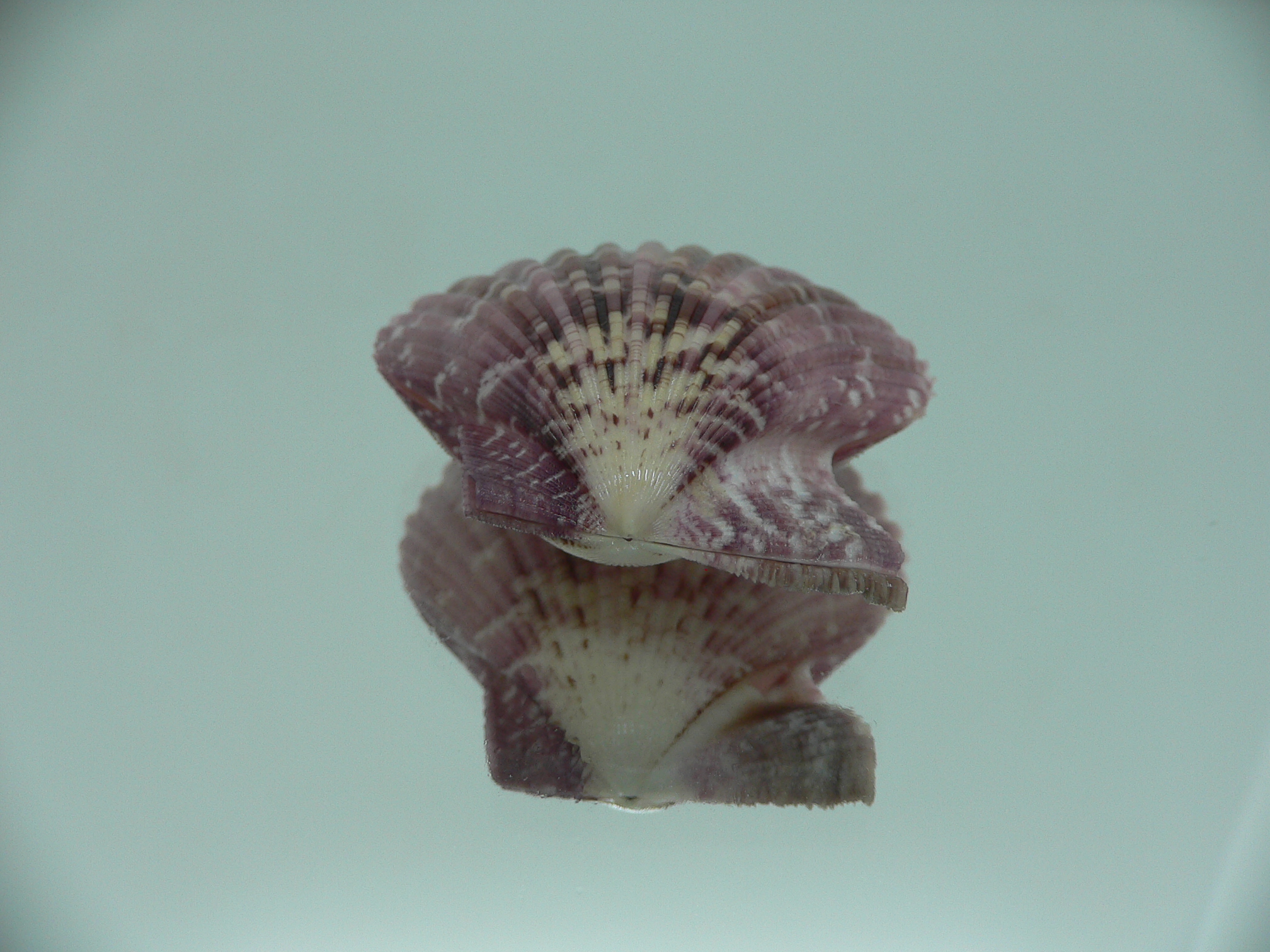 Mimachlamys sanguinea VIOLET