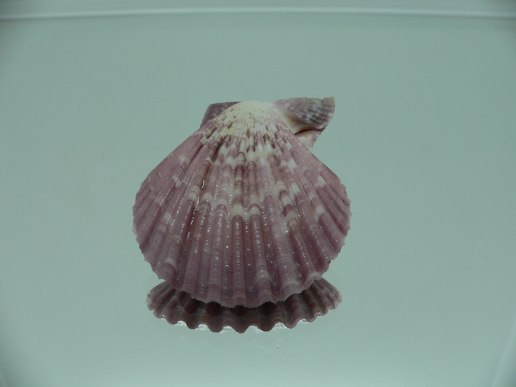 Mimachlamys sanguinea VIOLET