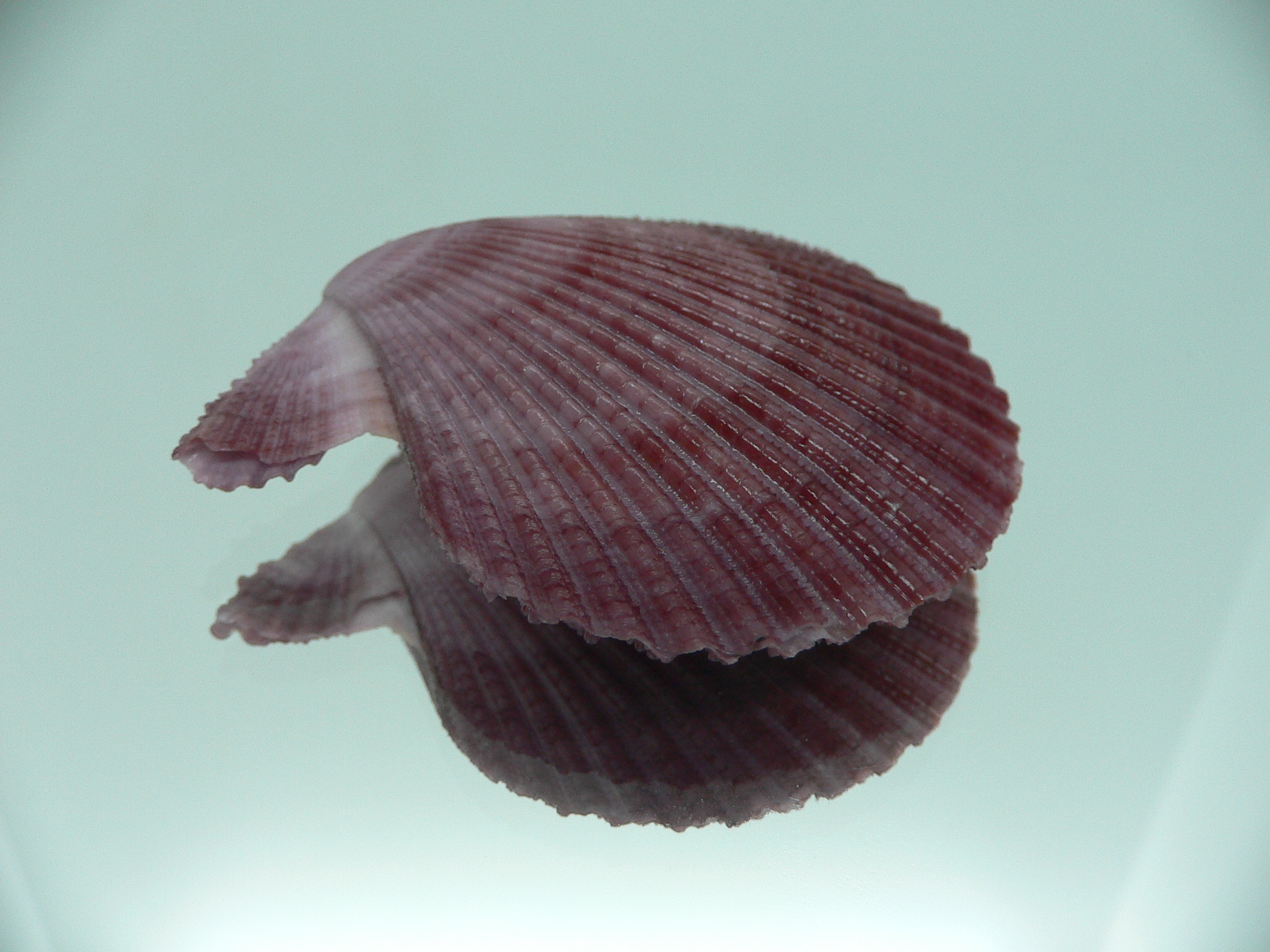 Mimachlamys sanguinea VIOLET