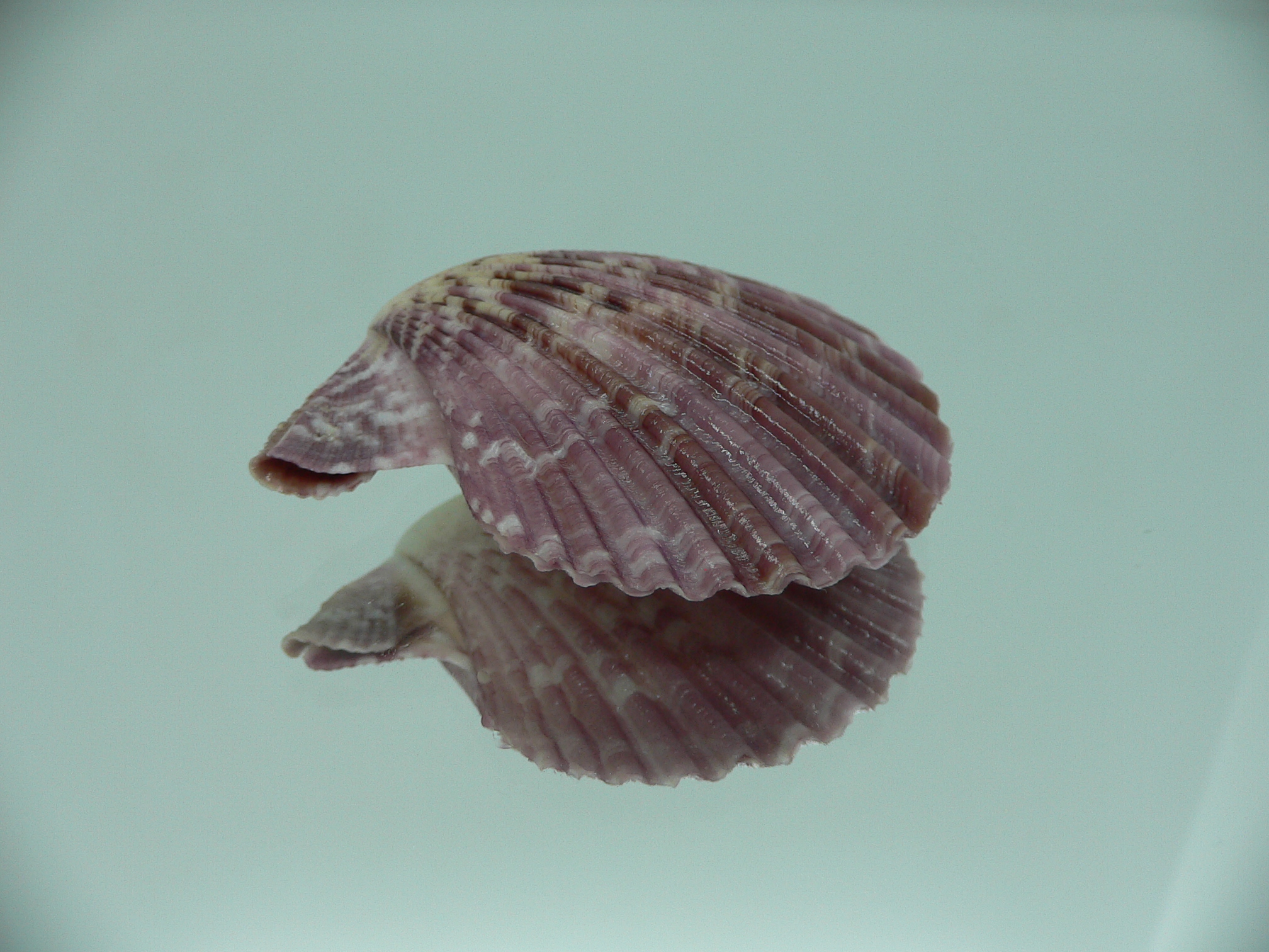 Mimachlamys sanguinea VIOLET