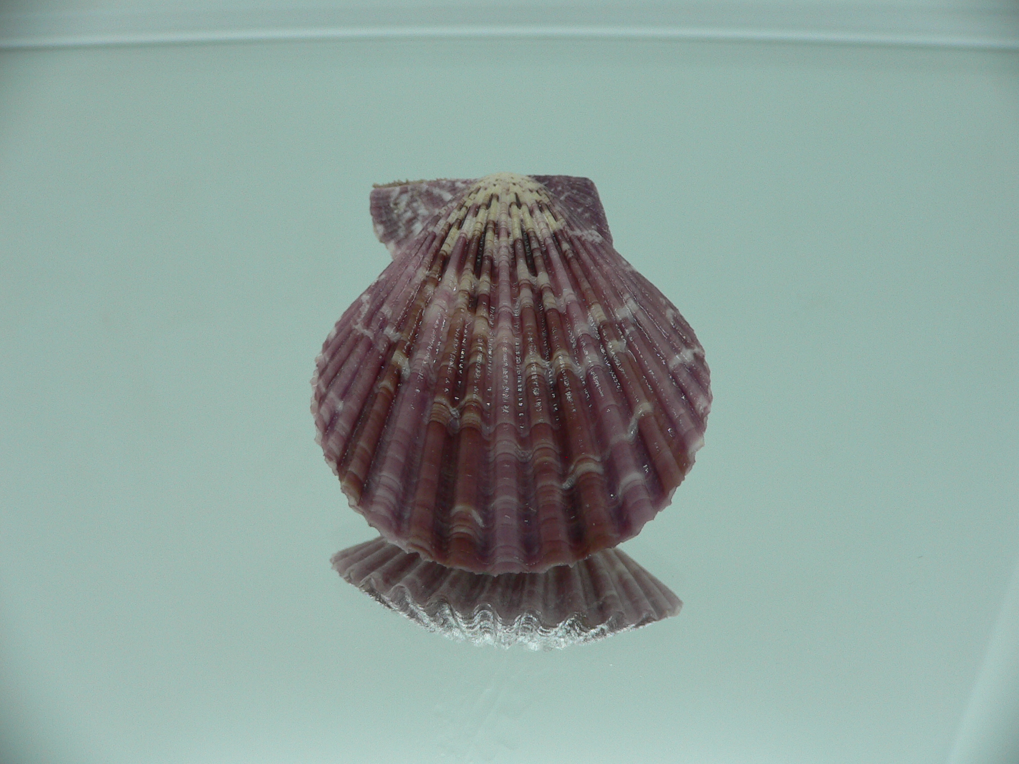 Mimachlamys sanguinea VIOLET