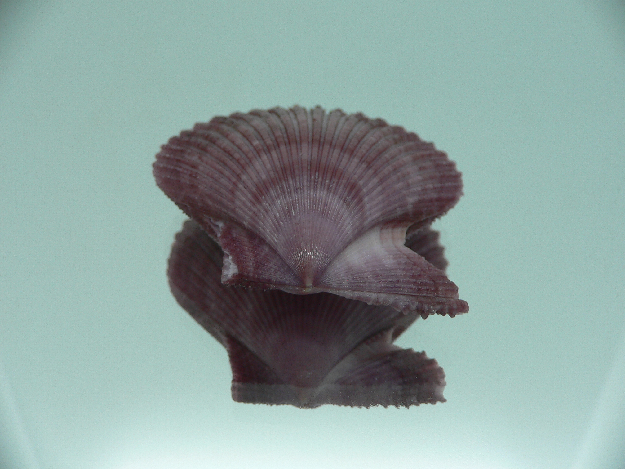 Mimachlamys sanguinea VIOLET