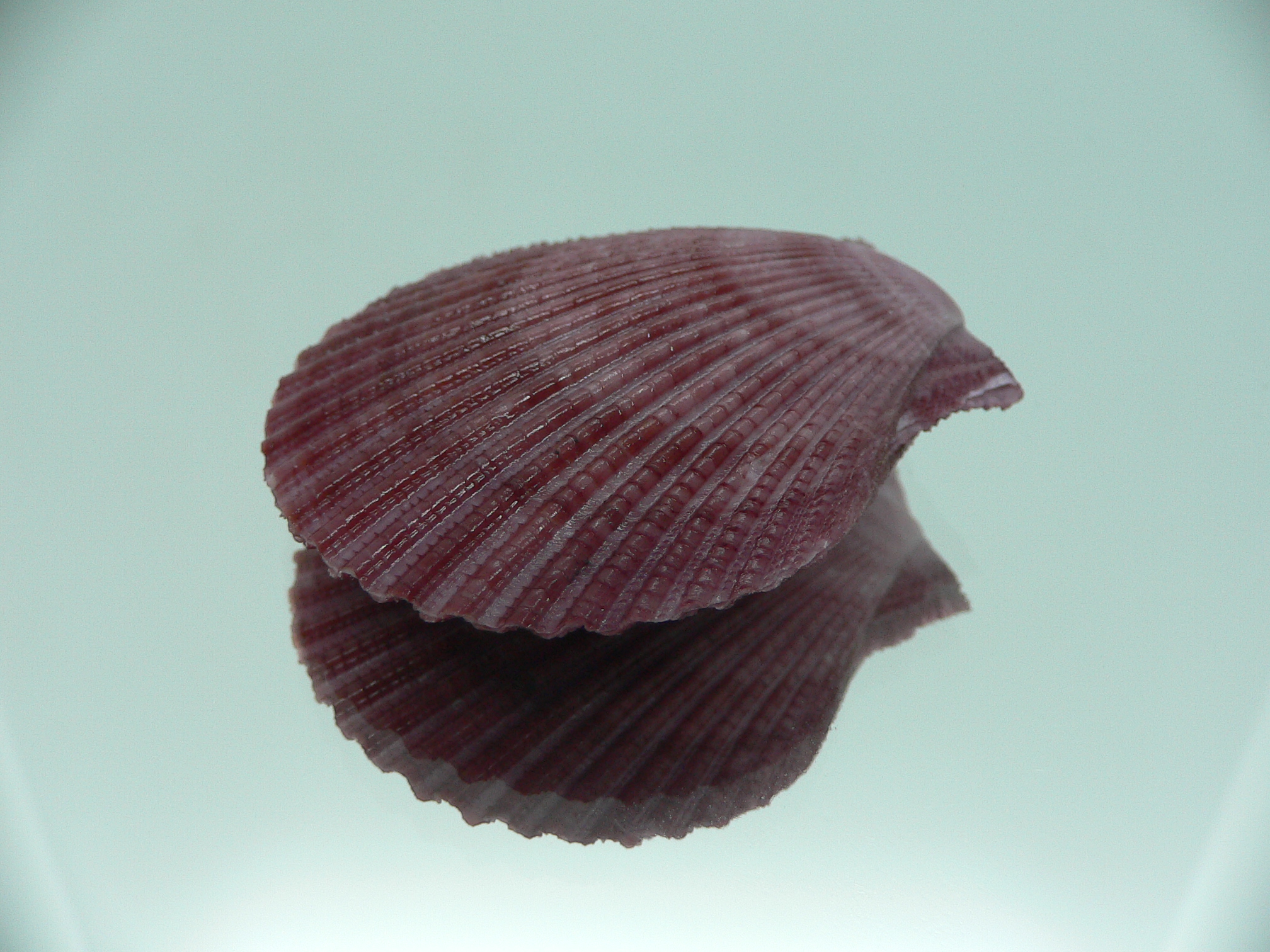 Mimachlamys sanguinea VIOLET