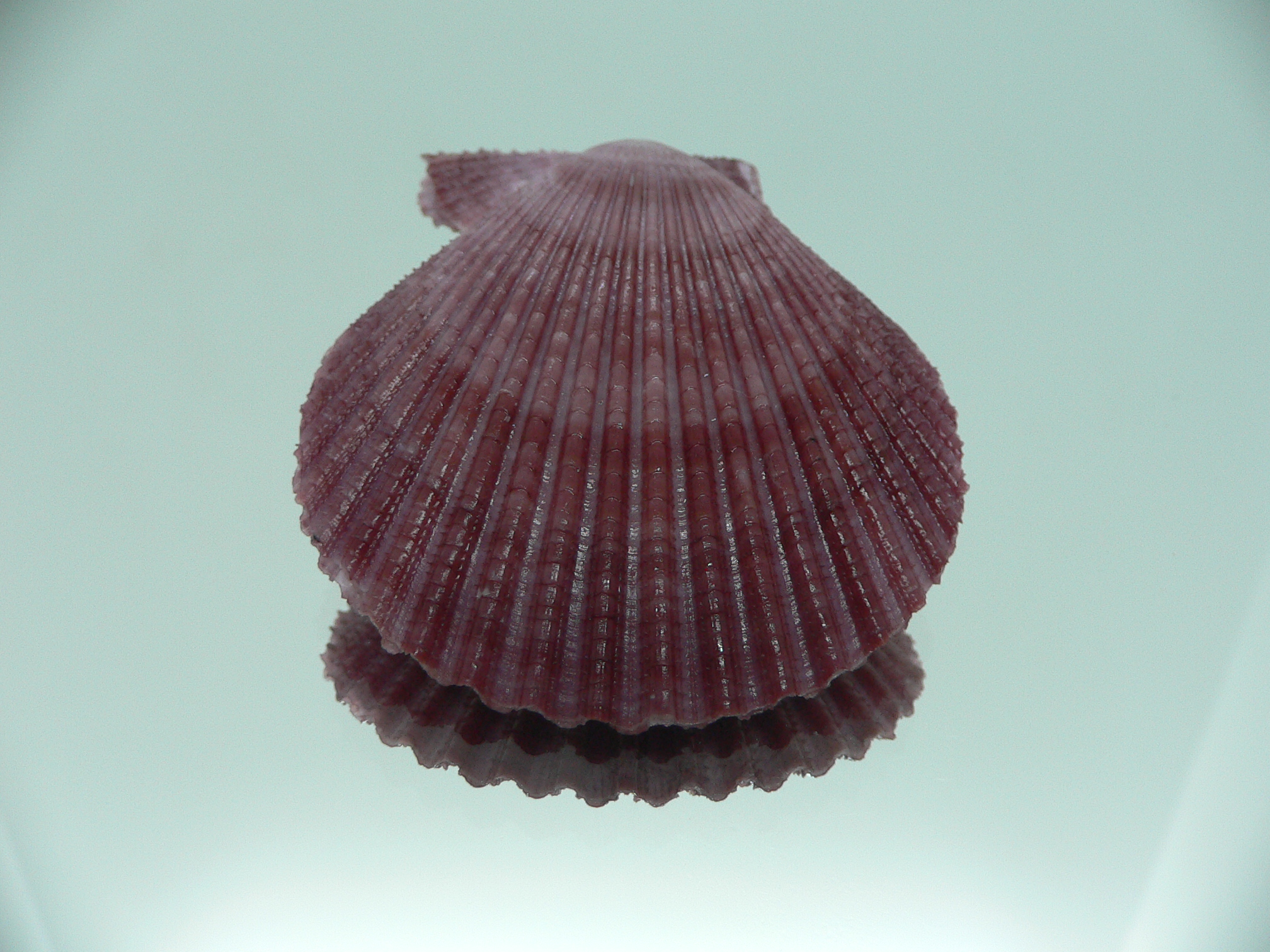 Mimachlamys sanguinea VIOLET