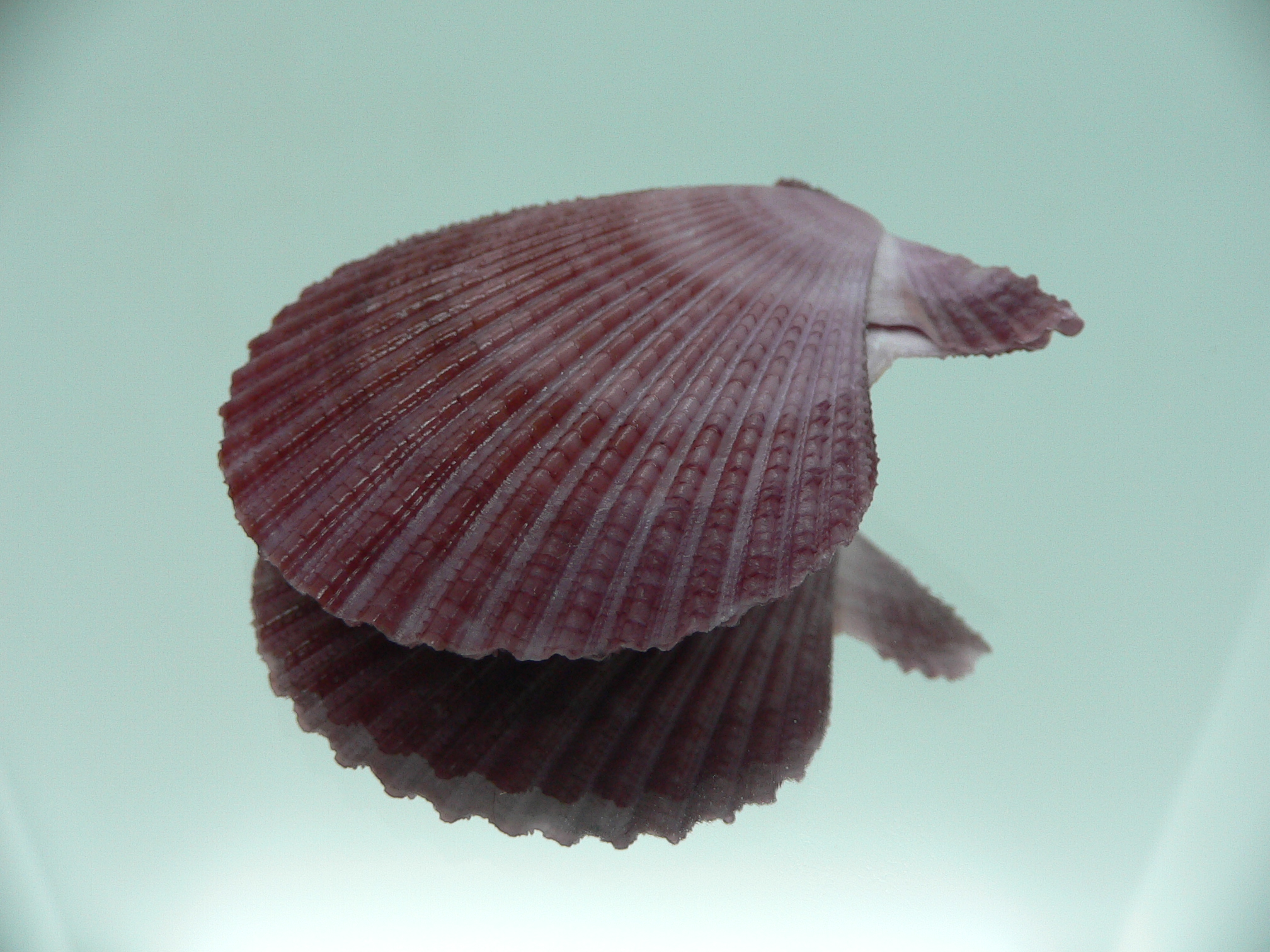 Mimachlamys sanguinea VIOLET