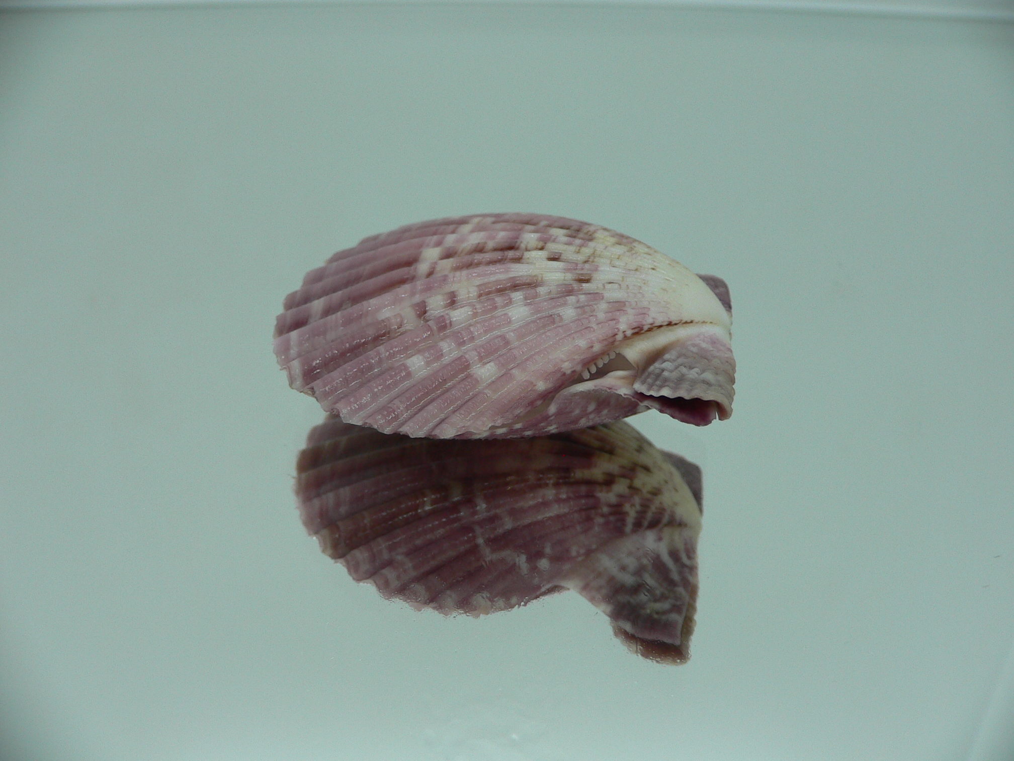 Mimachlamys sanguinea VIOLET