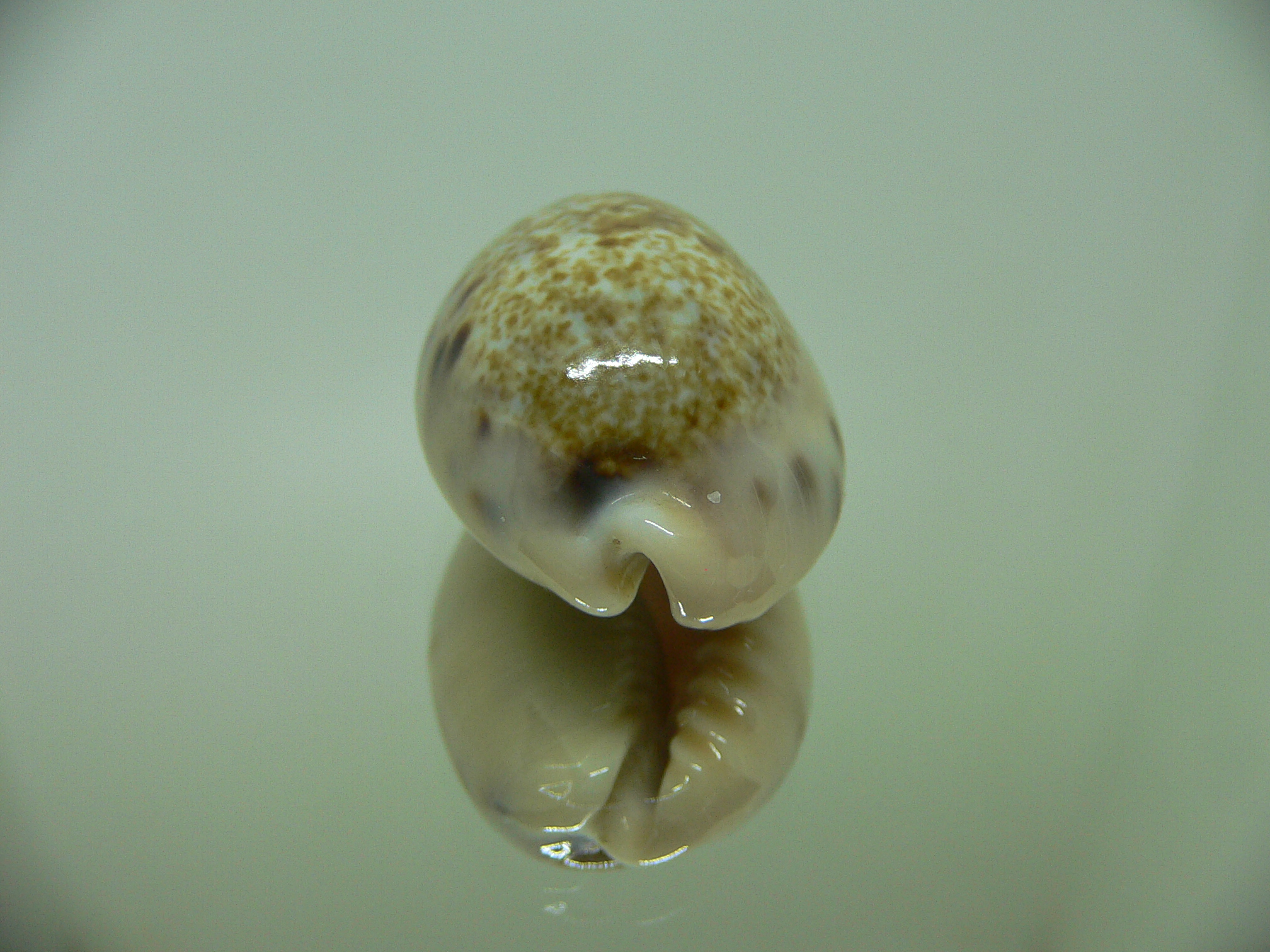 Cypraea caurica quinquefasciata