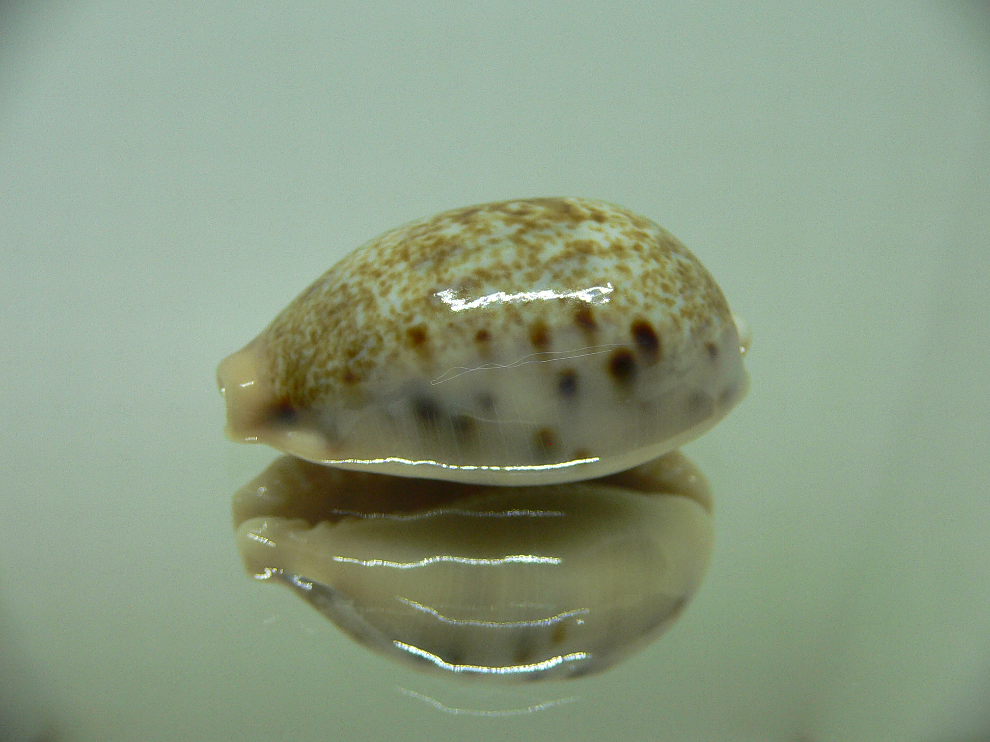 Cypraea caurica quinquefasciata