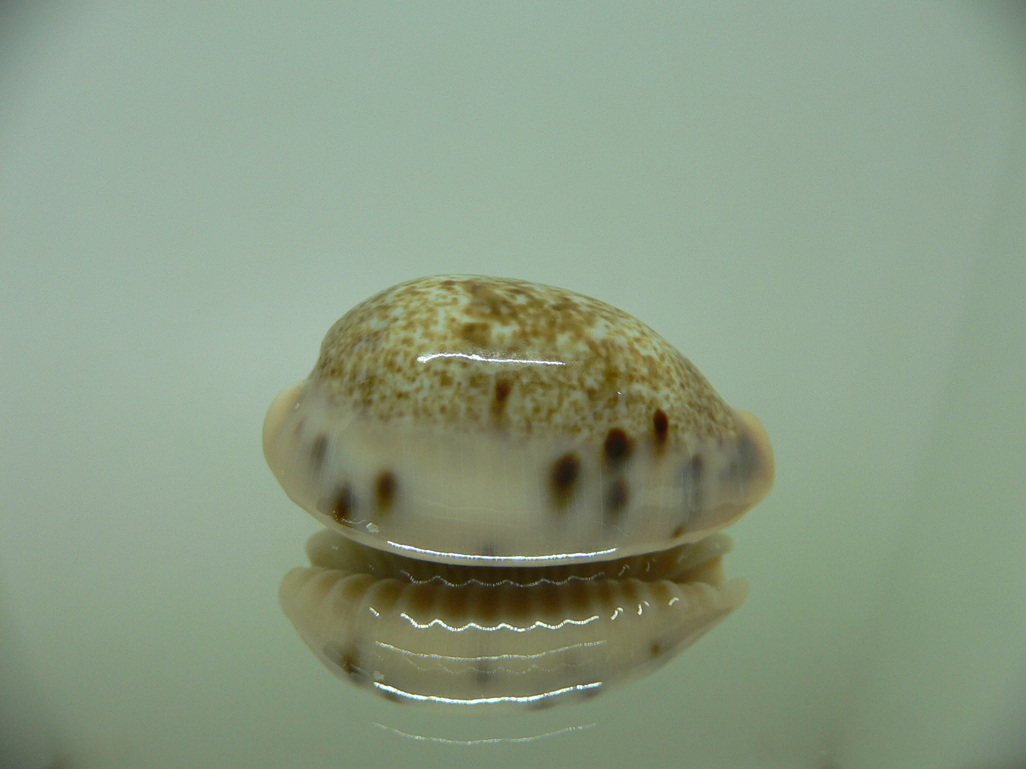 Cypraea caurica quinquefasciata