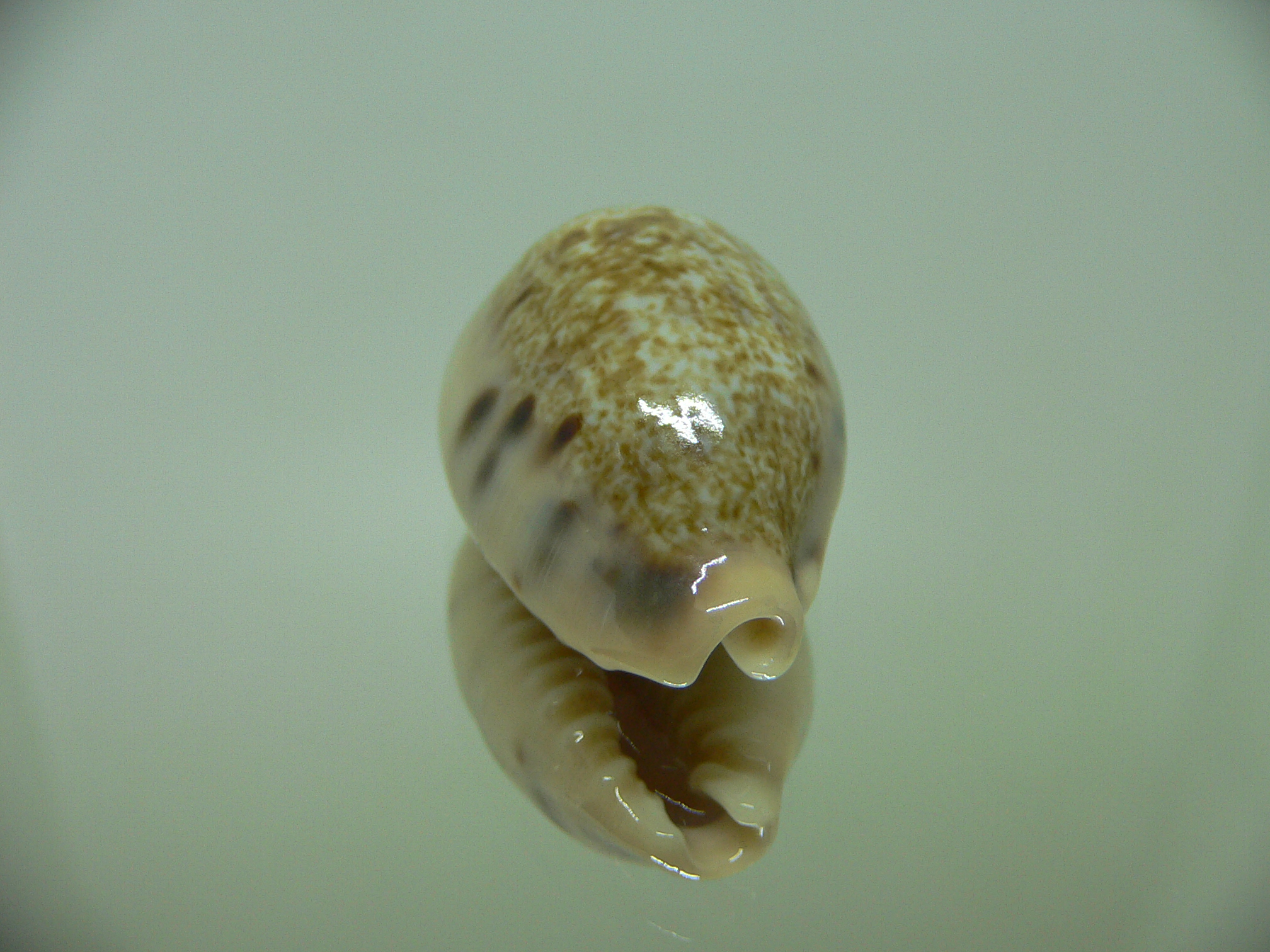 Cypraea caurica quinquefasciata