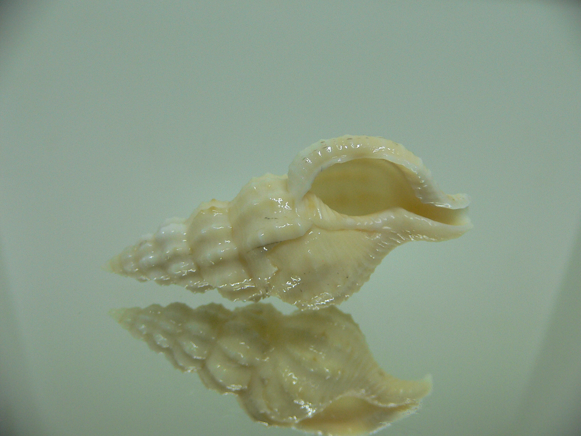 Nassaria magnifica lischkei BIG but dead