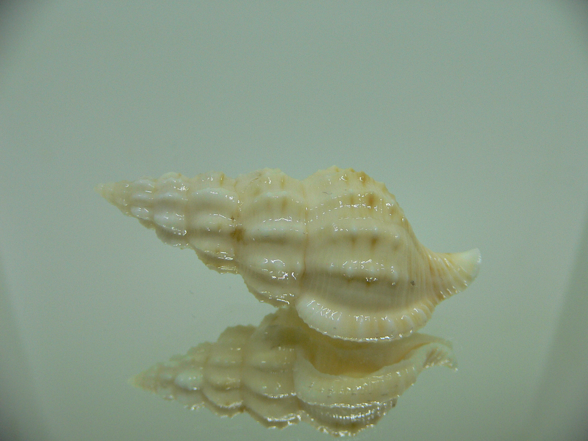 Nassaria magnifica lischkei BIG but dead