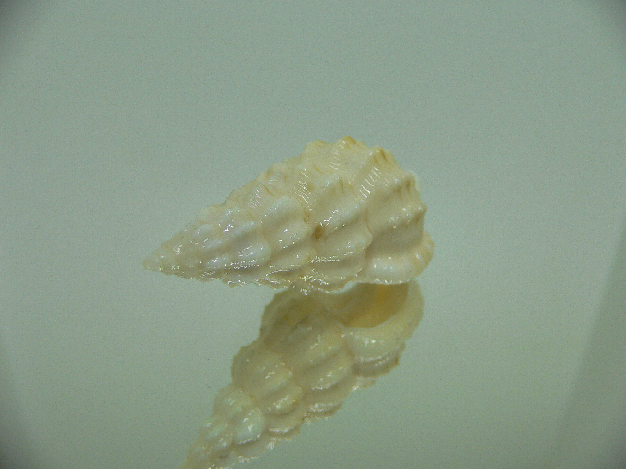 Nassaria magnifica lischkei BIG but dead