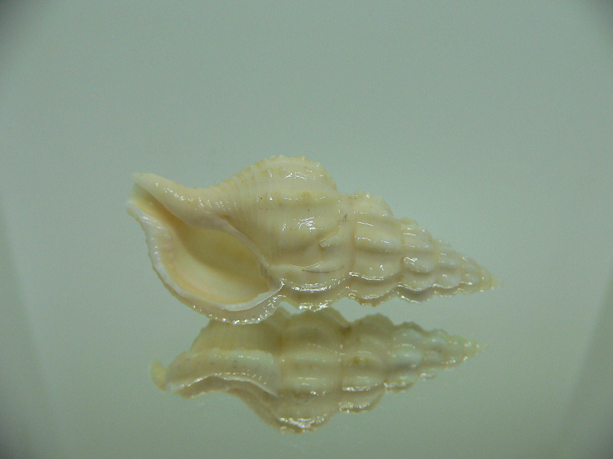 Nassaria magnifica lischkei BIG but dead