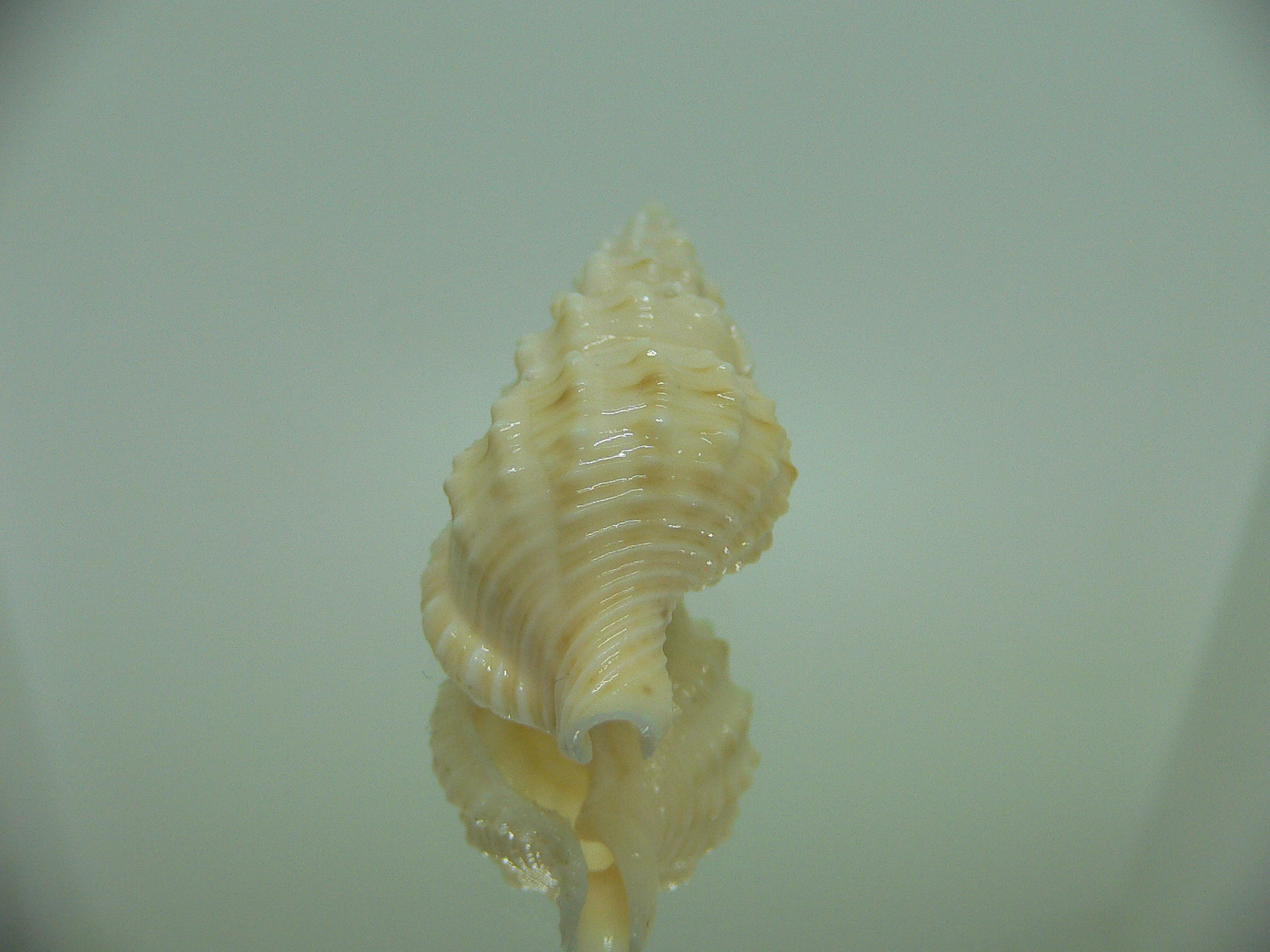 Nassaria magnifica lischkei BIG but dead