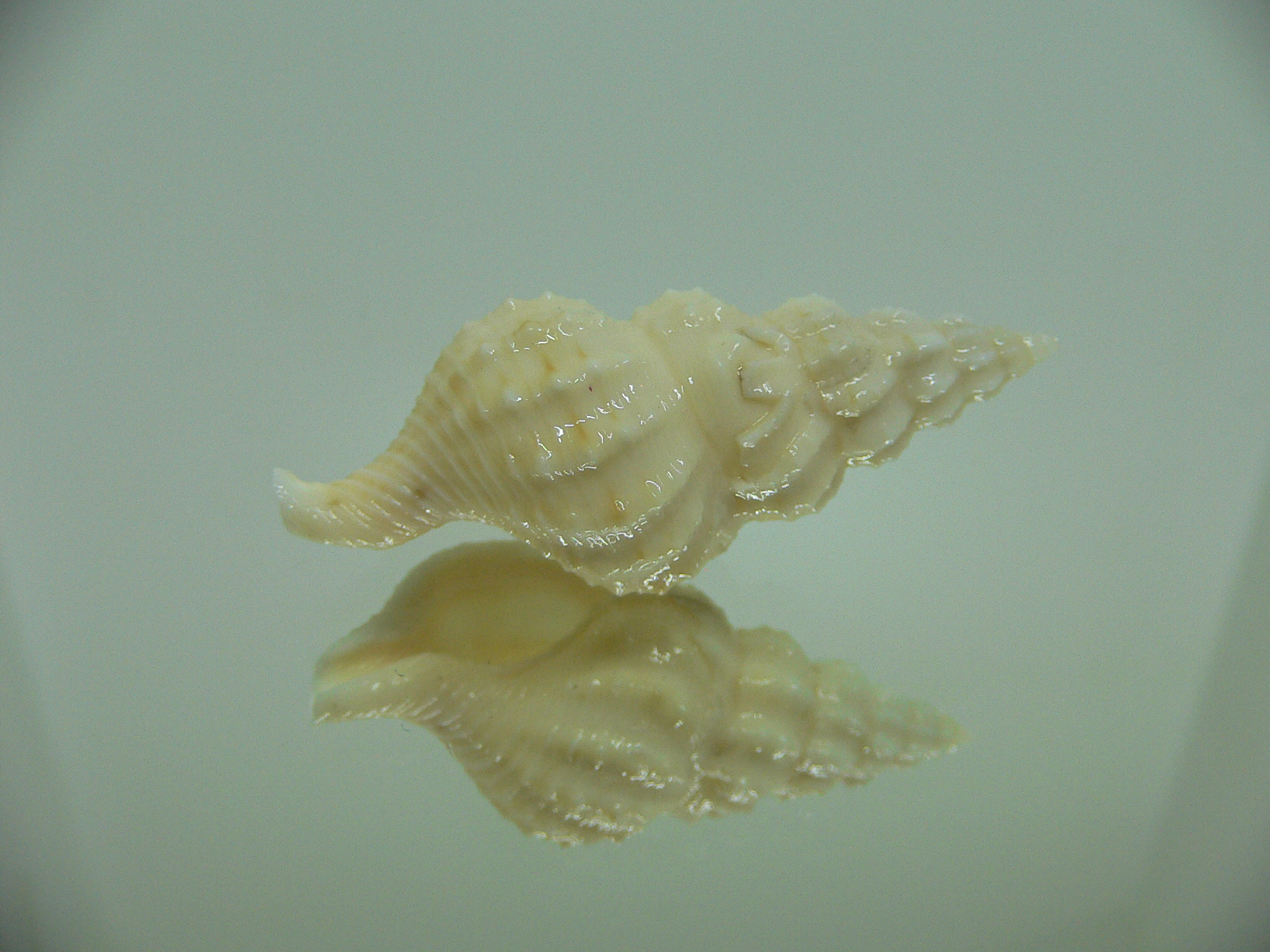 Nassaria magnifica lischkei BIG but dead