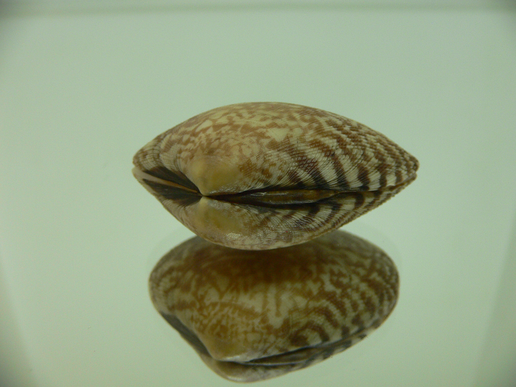 Venerupis aspera BEAUTIFUL