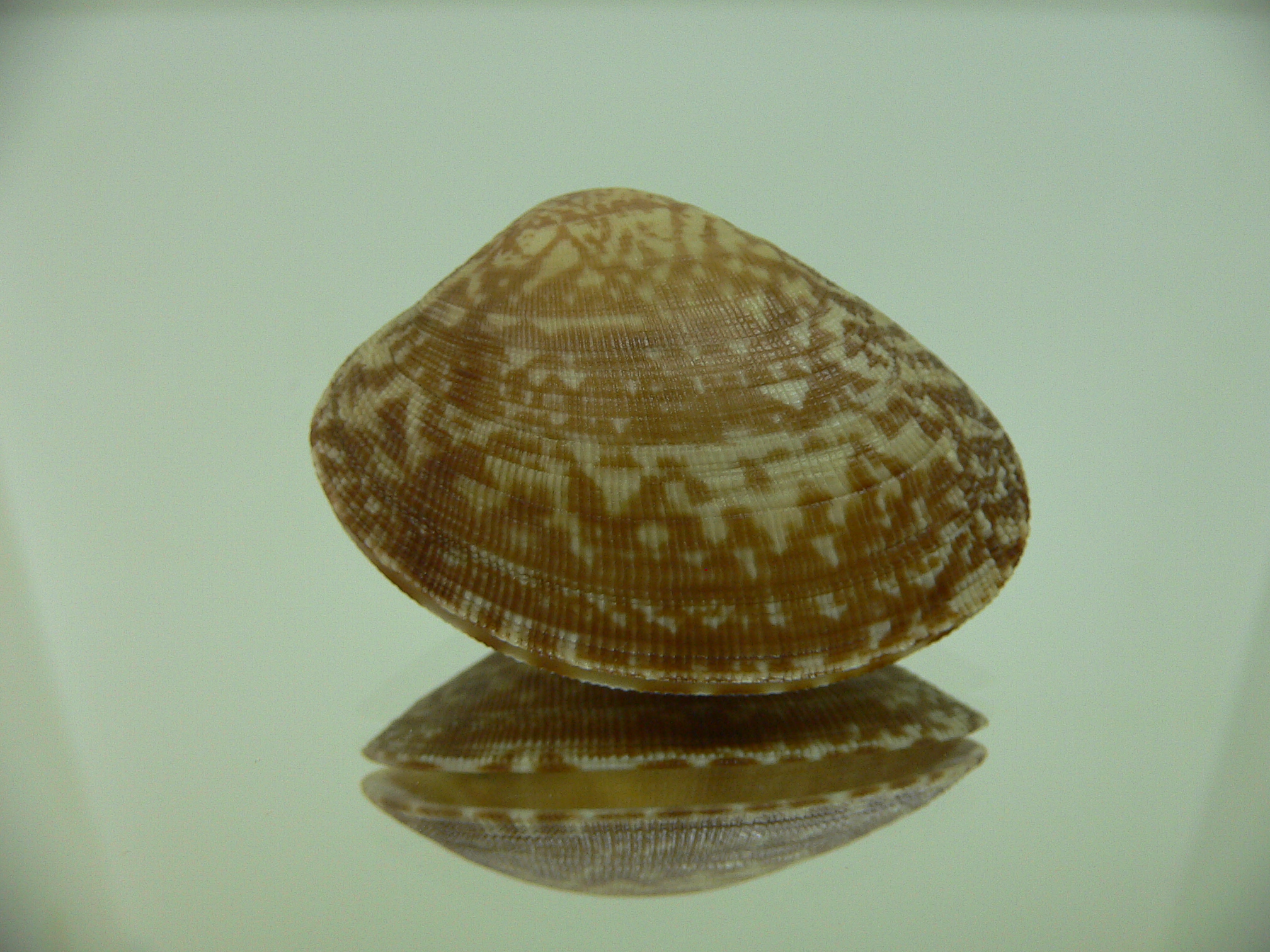 Venerupis aspera BEAUTIFUL