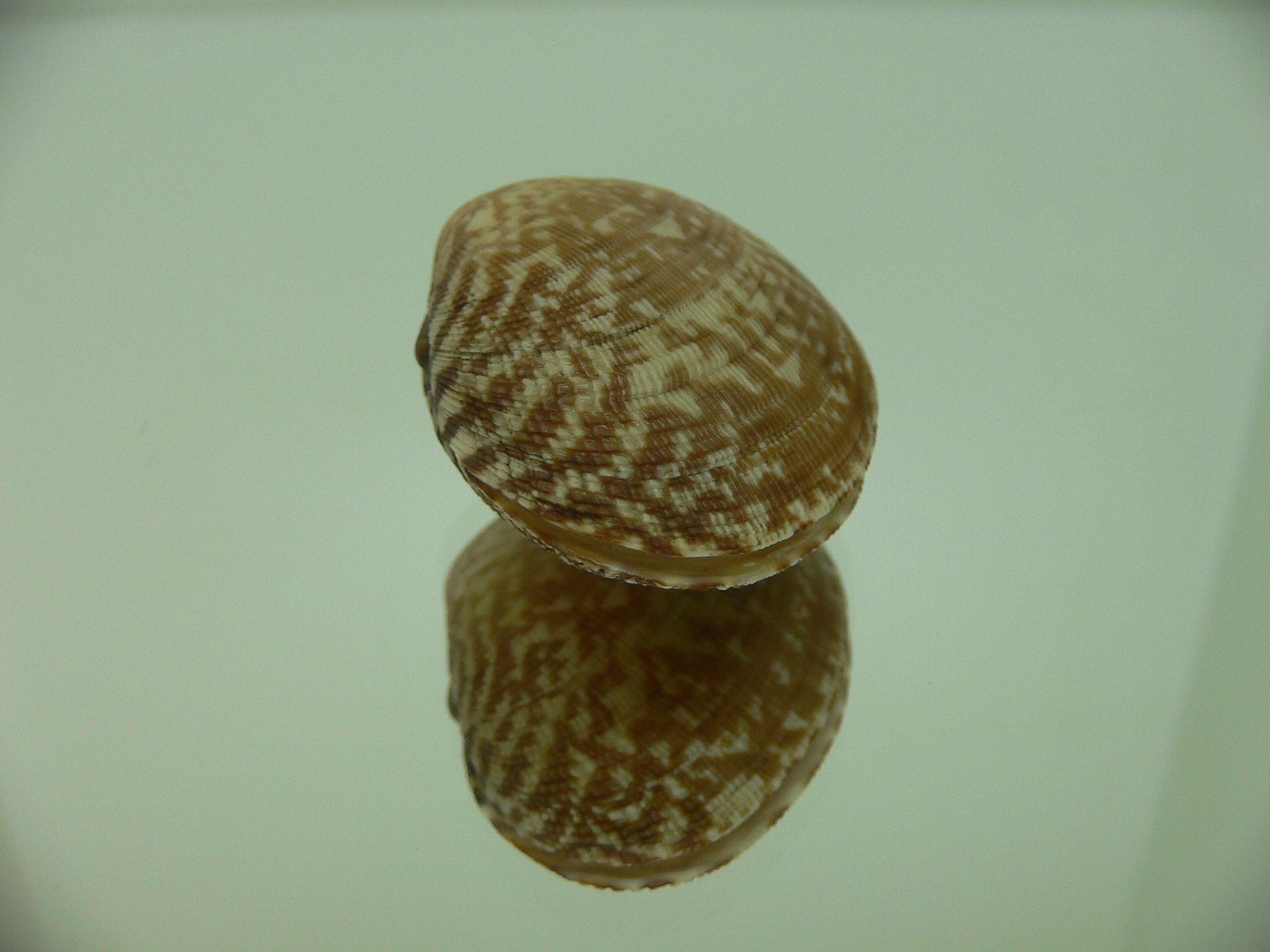 Venerupis aspera BEAUTIFUL