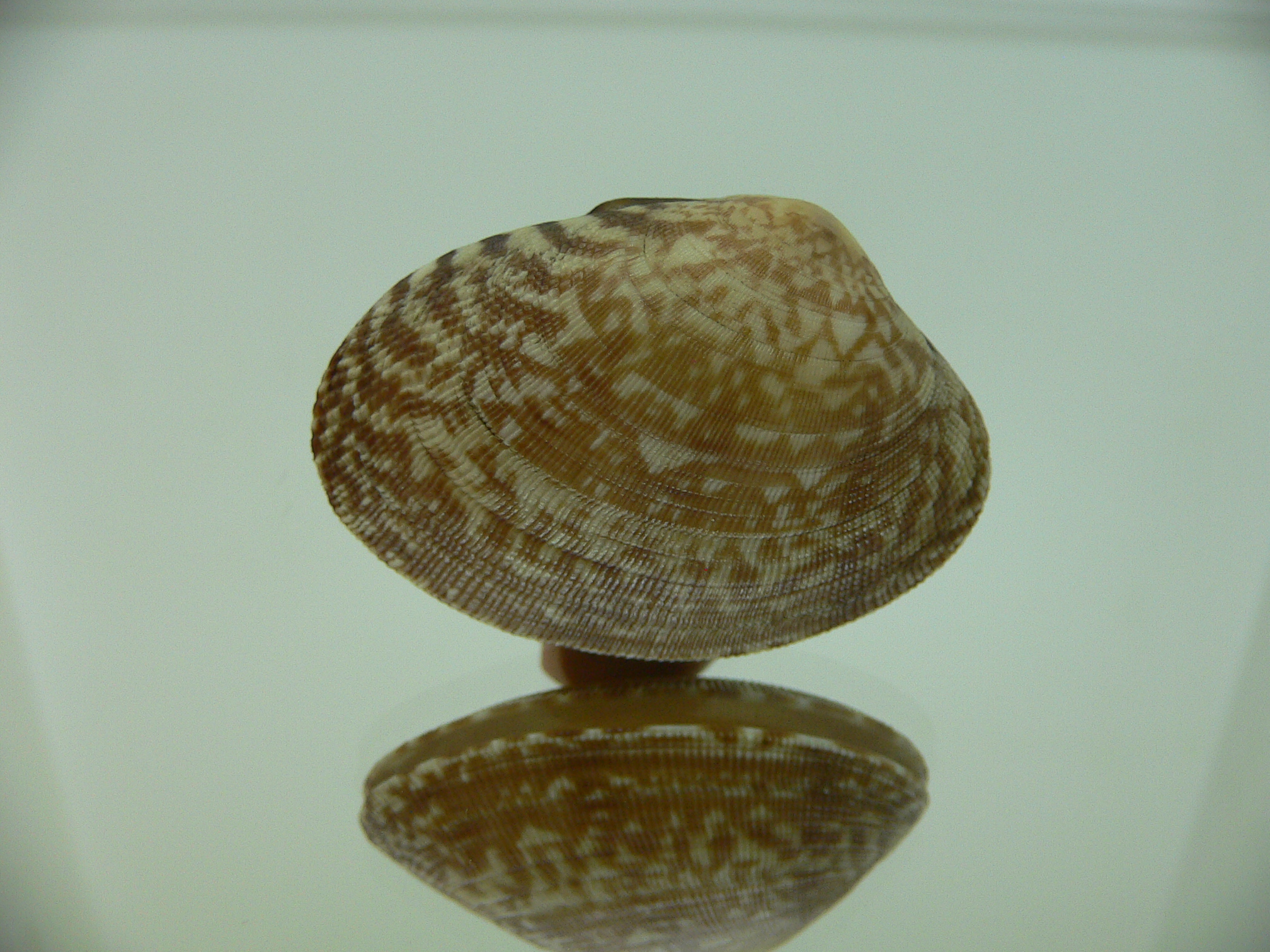 Venerupis aspera BEAUTIFUL