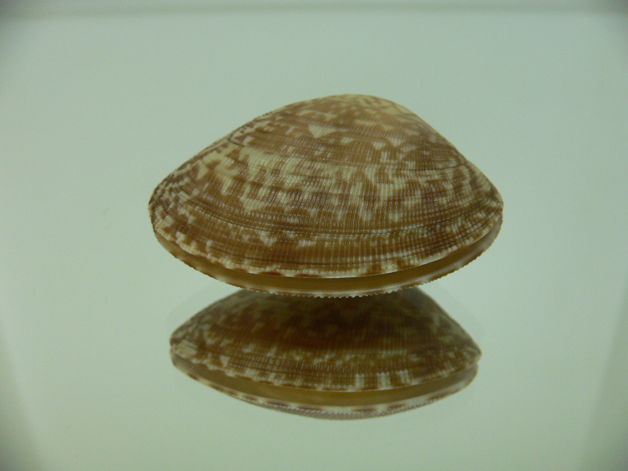 Venerupis aspera BEAUTIFUL