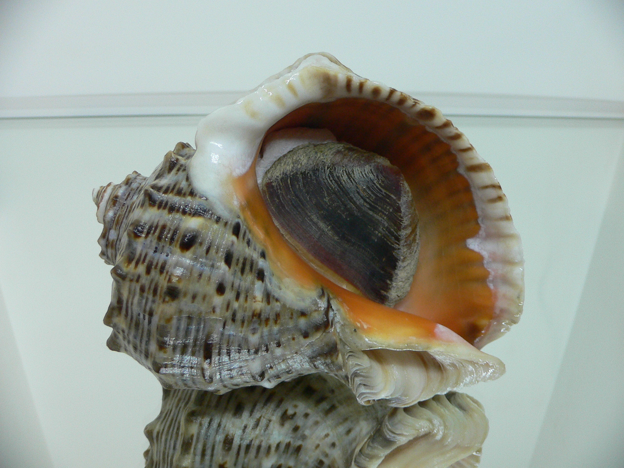 Rapana venosa