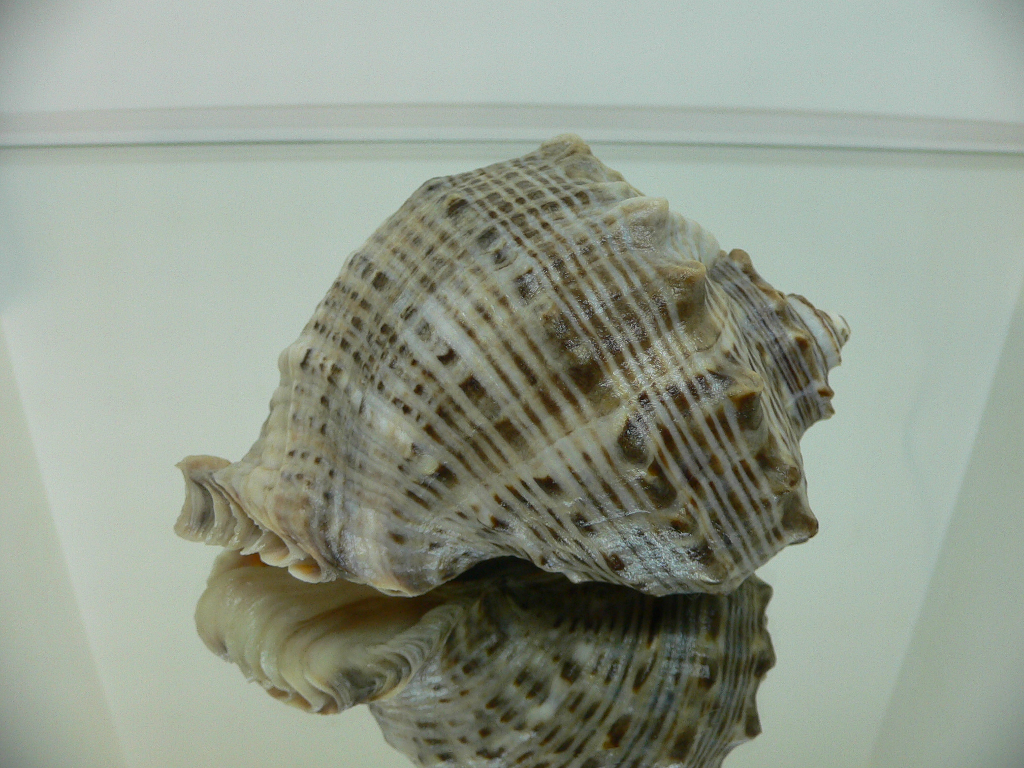 Rapana venosa