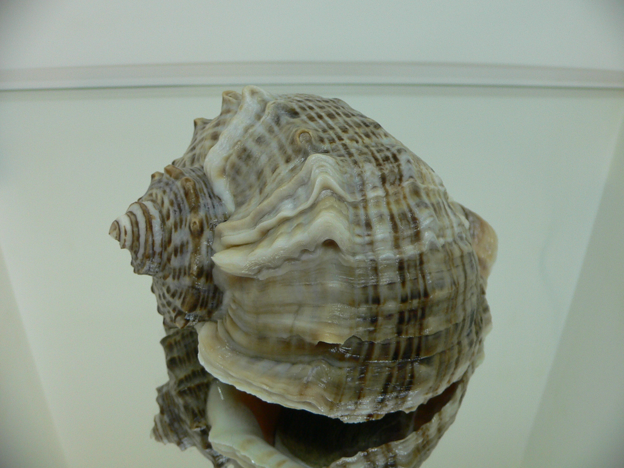 Rapana venosa