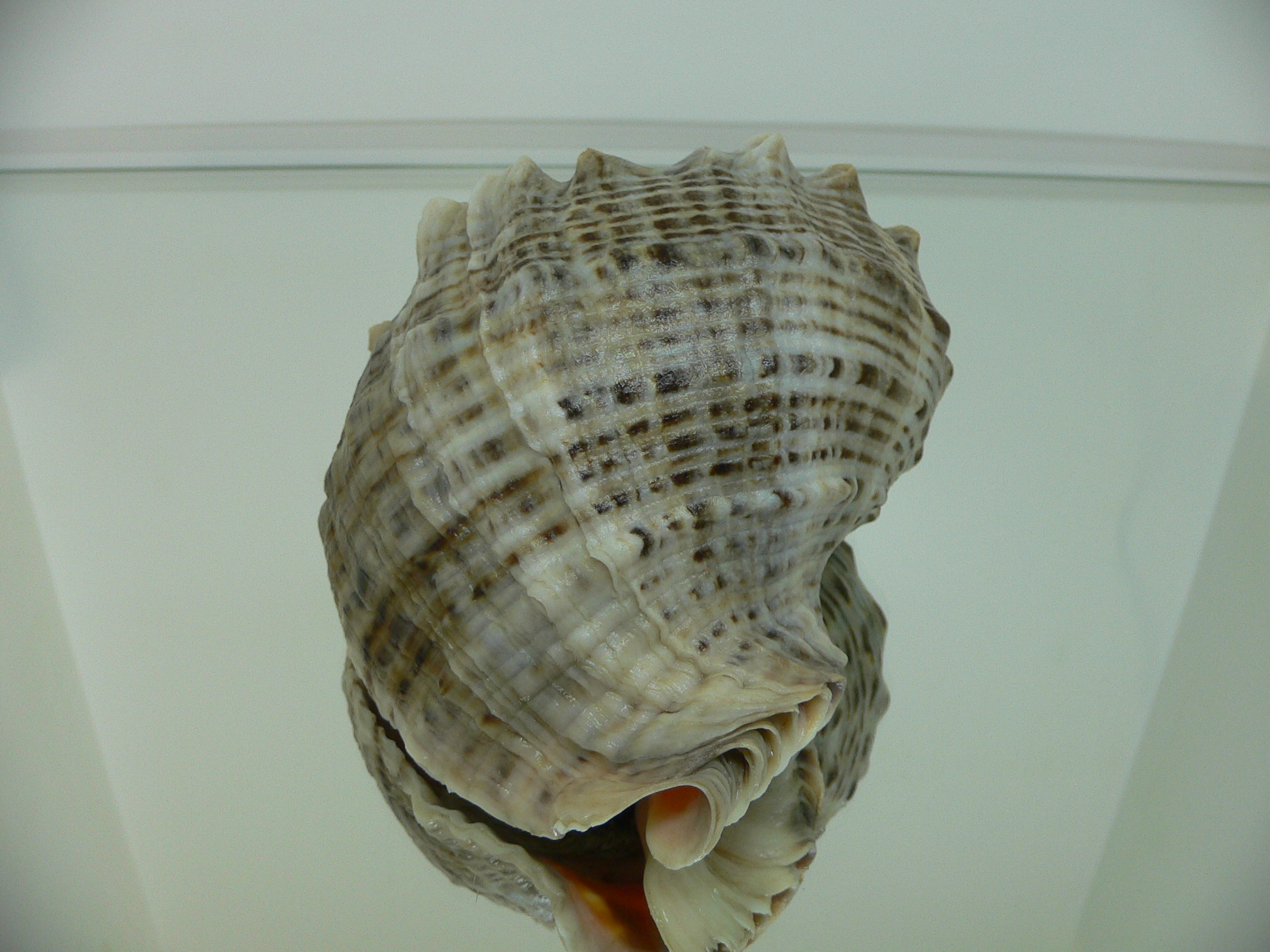 Rapana venosa