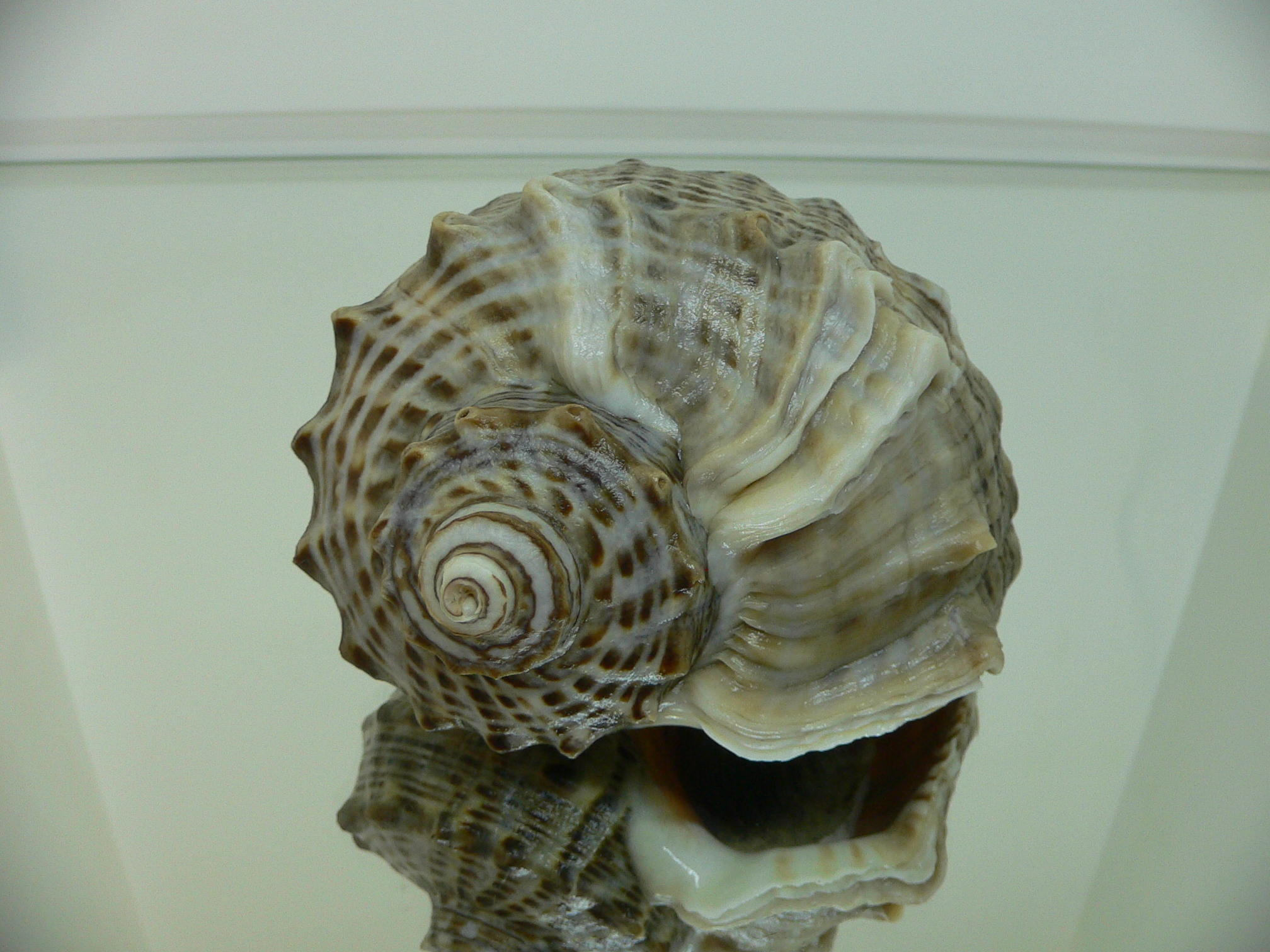 Rapana venosa