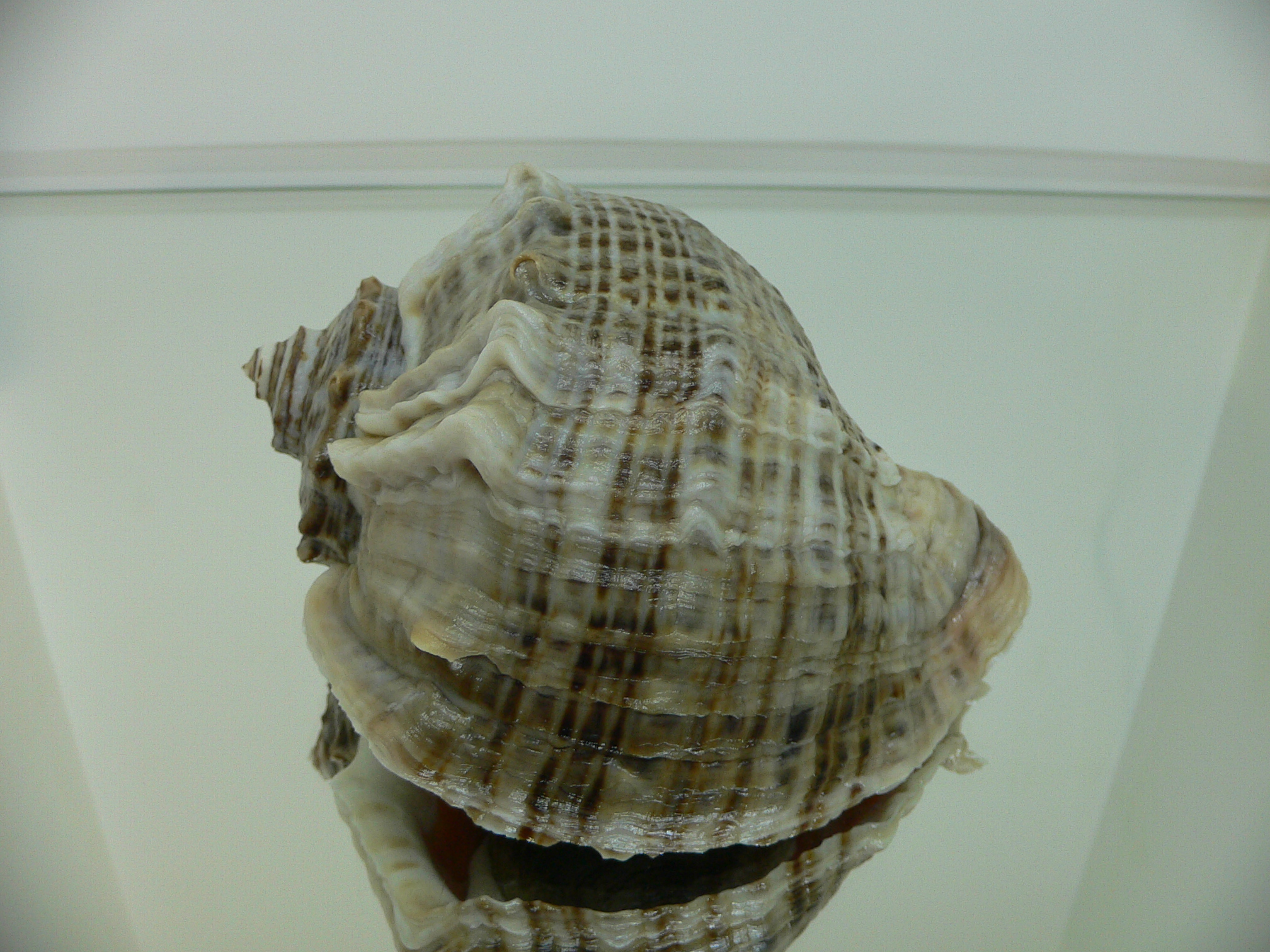 Rapana venosa