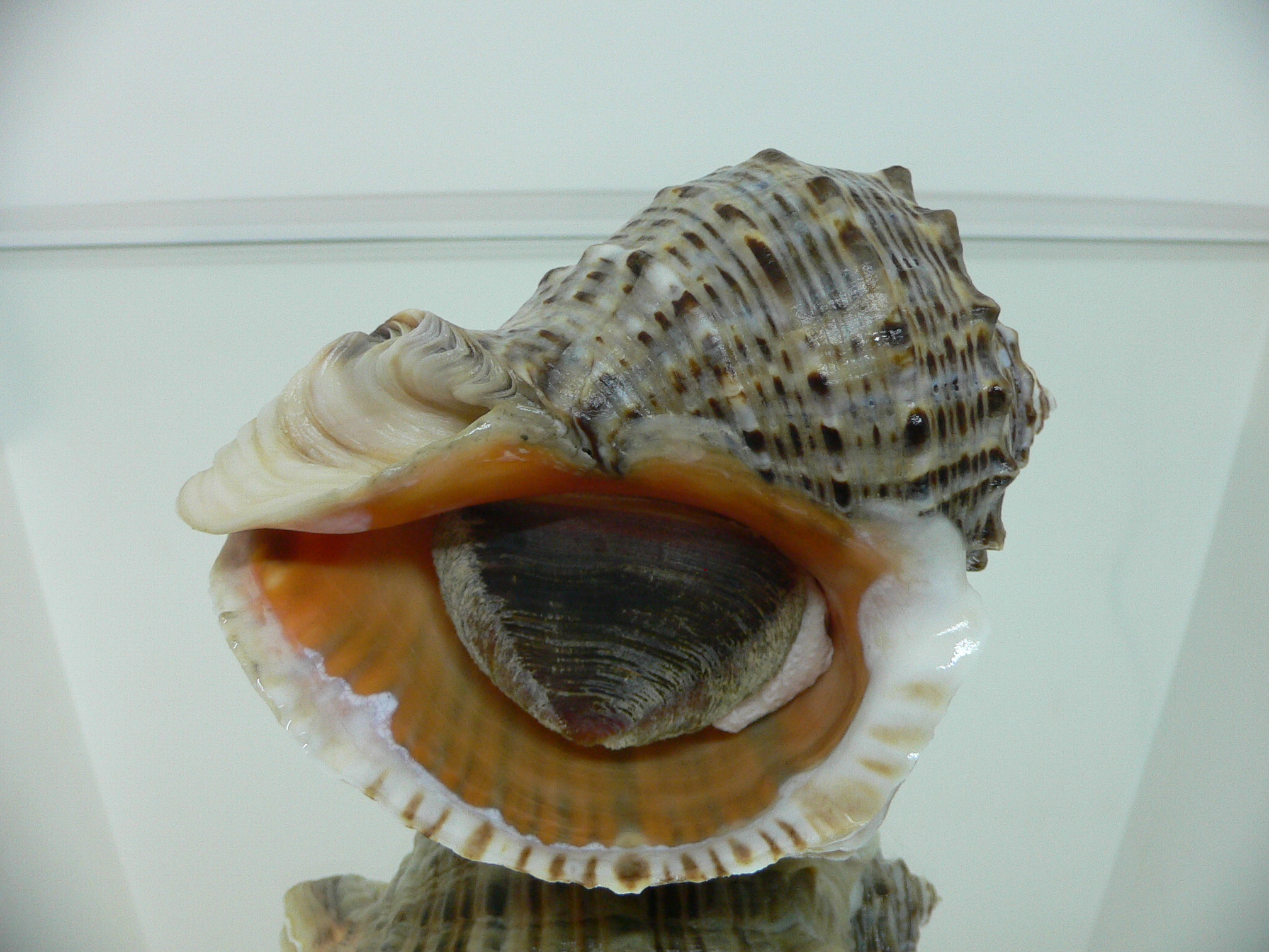 Rapana venosa