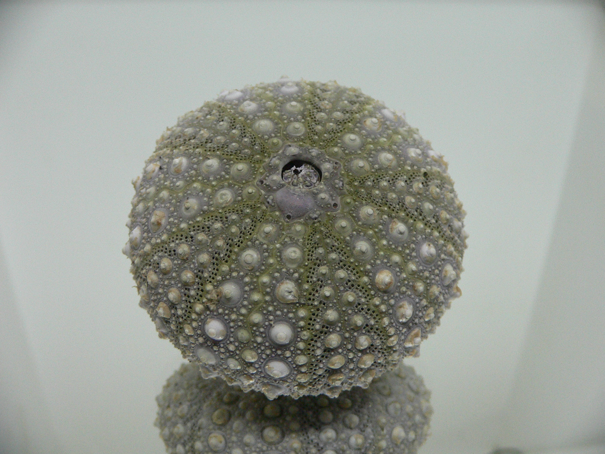 Mesocentrotus nudus