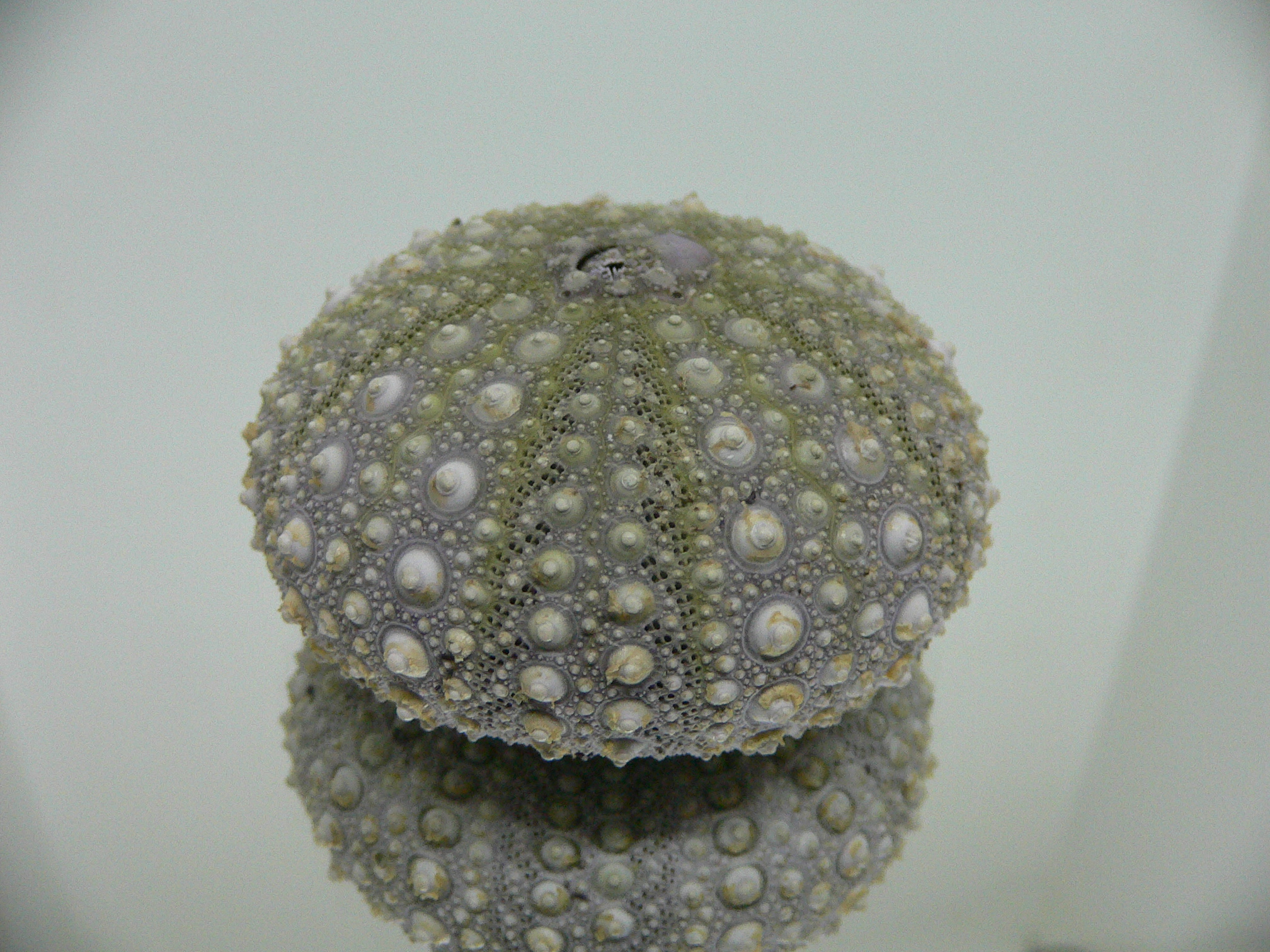 Mesocentrotus nudus