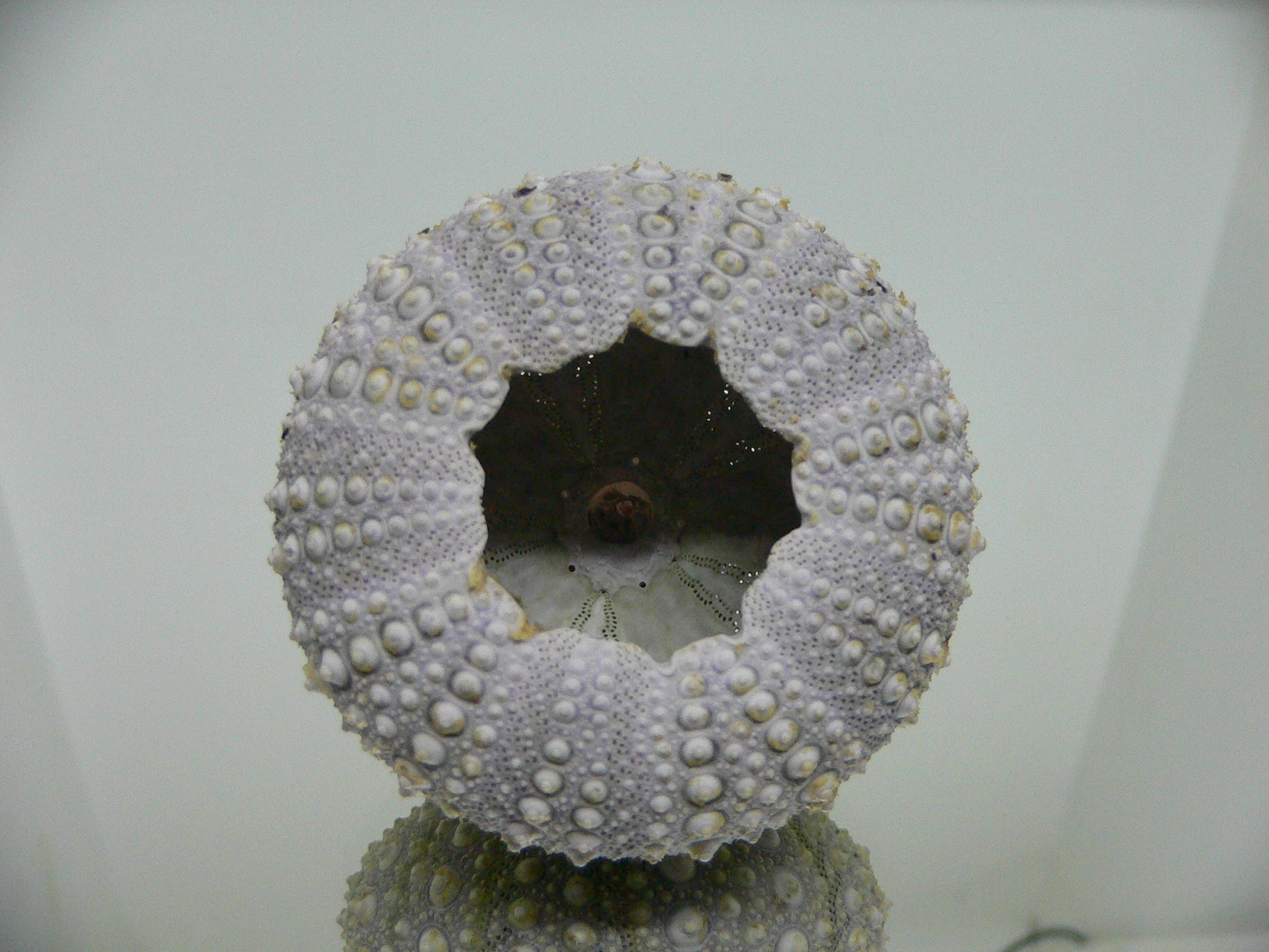 Mesocentrotus nudus