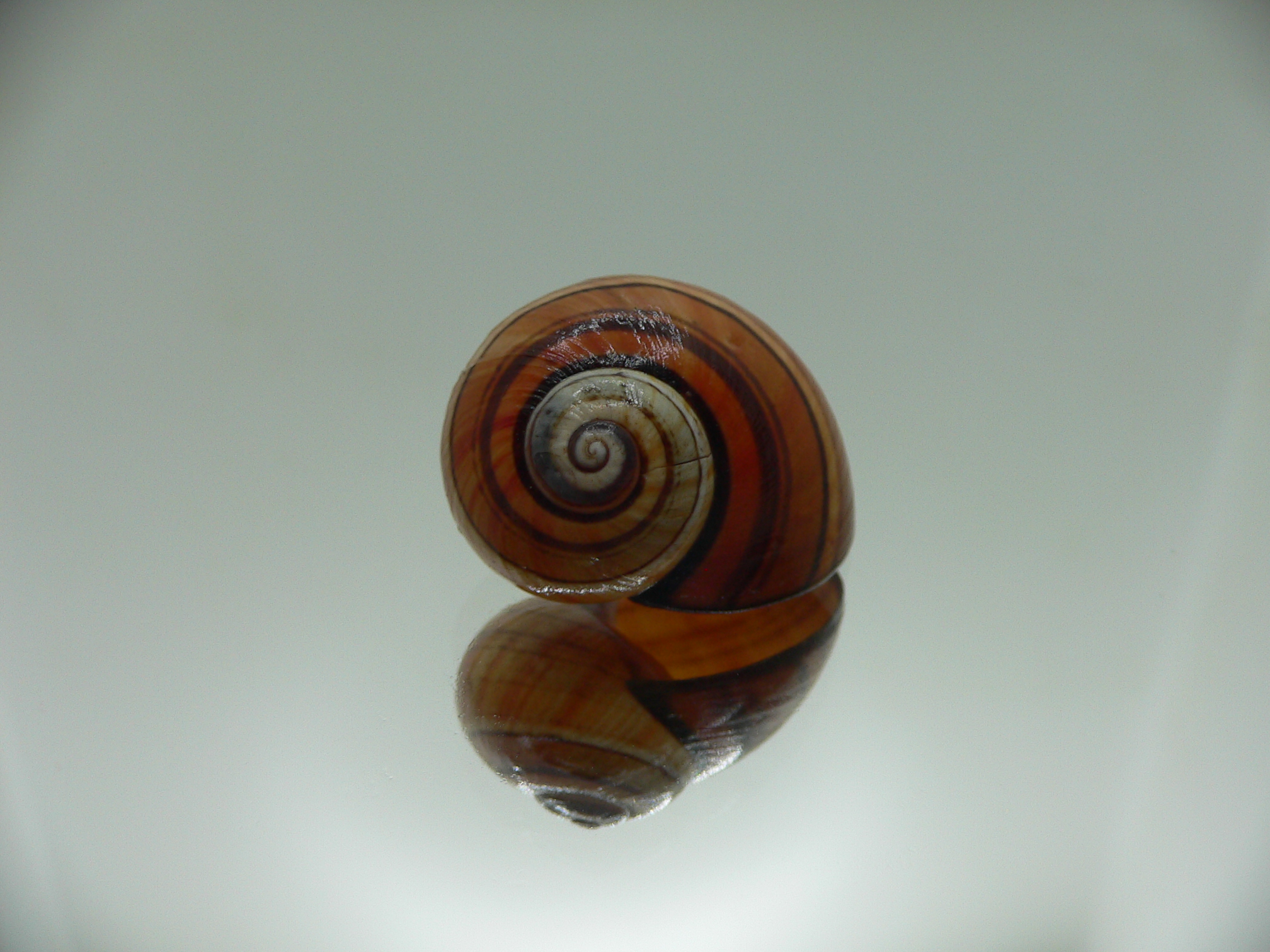 Polymita picta muscarum ENDEMIC & COLOR