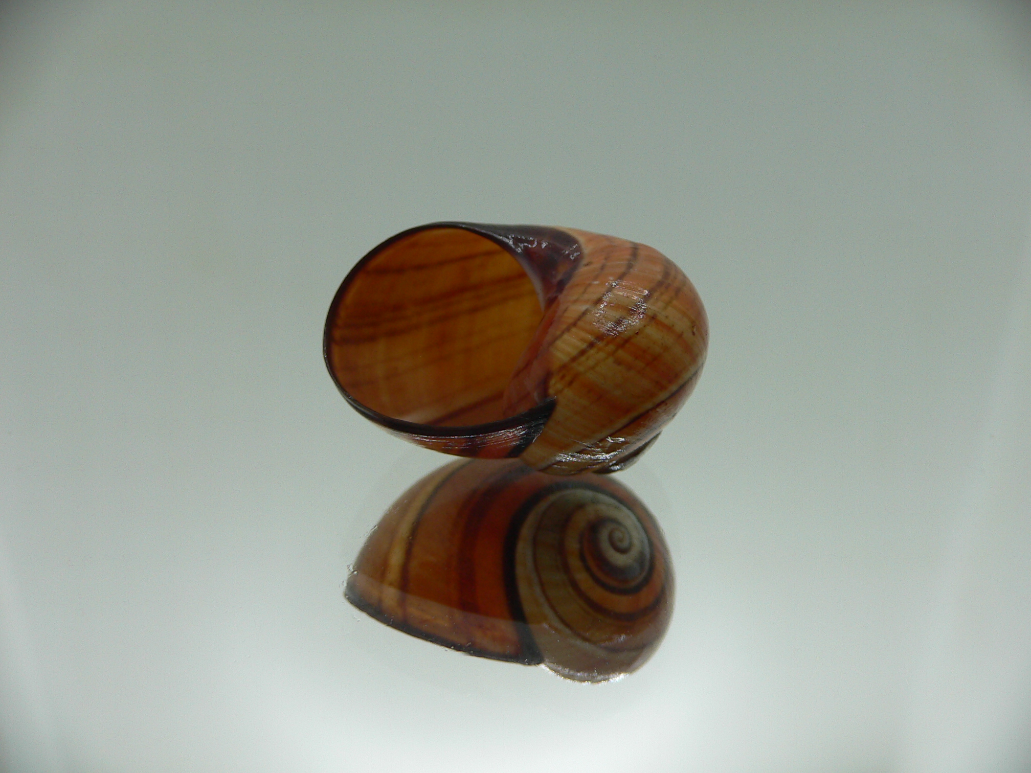 Polymita picta muscarum ENDEMIC & COLOR