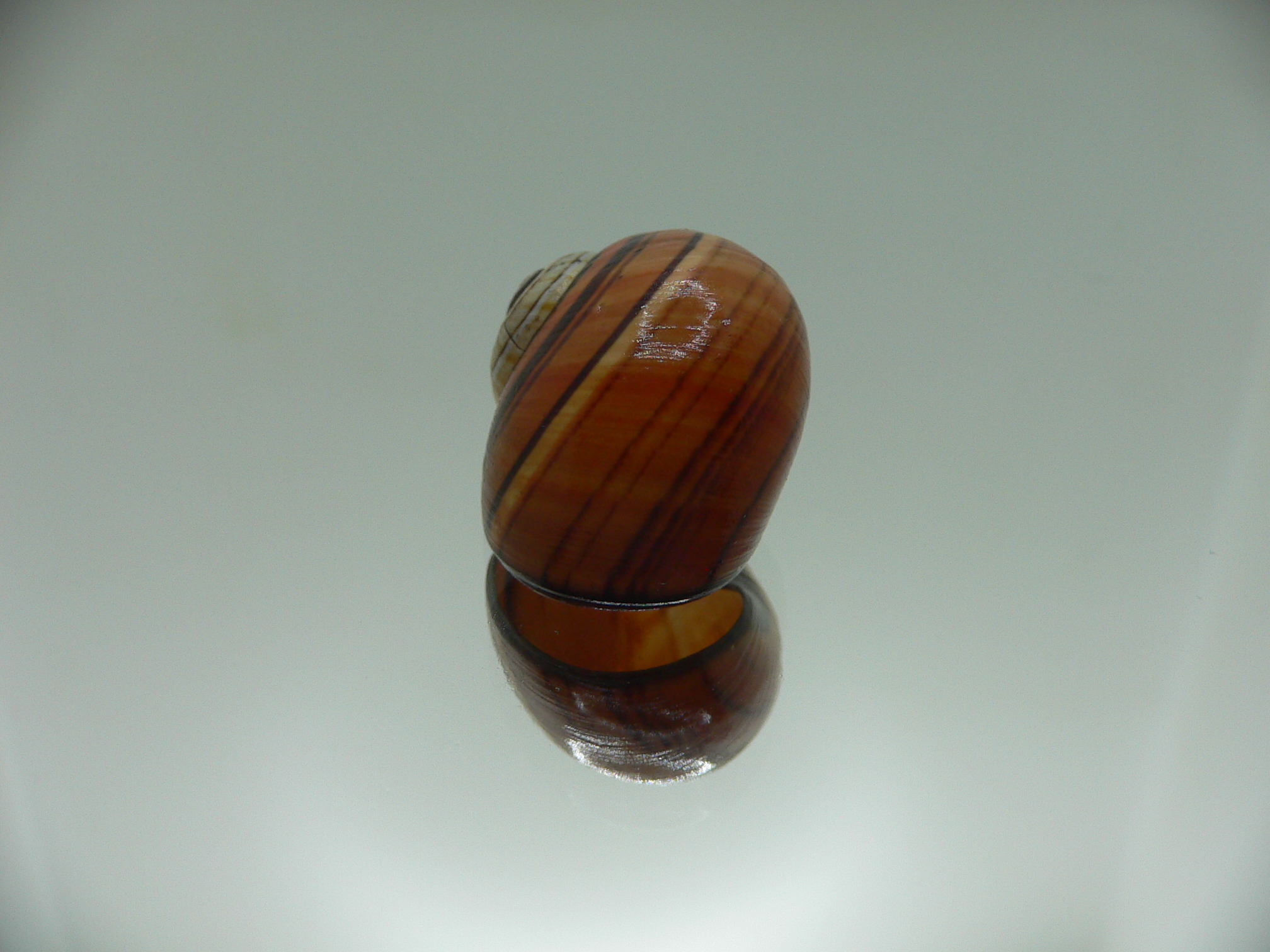 Polymita picta muscarum ENDEMIC & COLOR