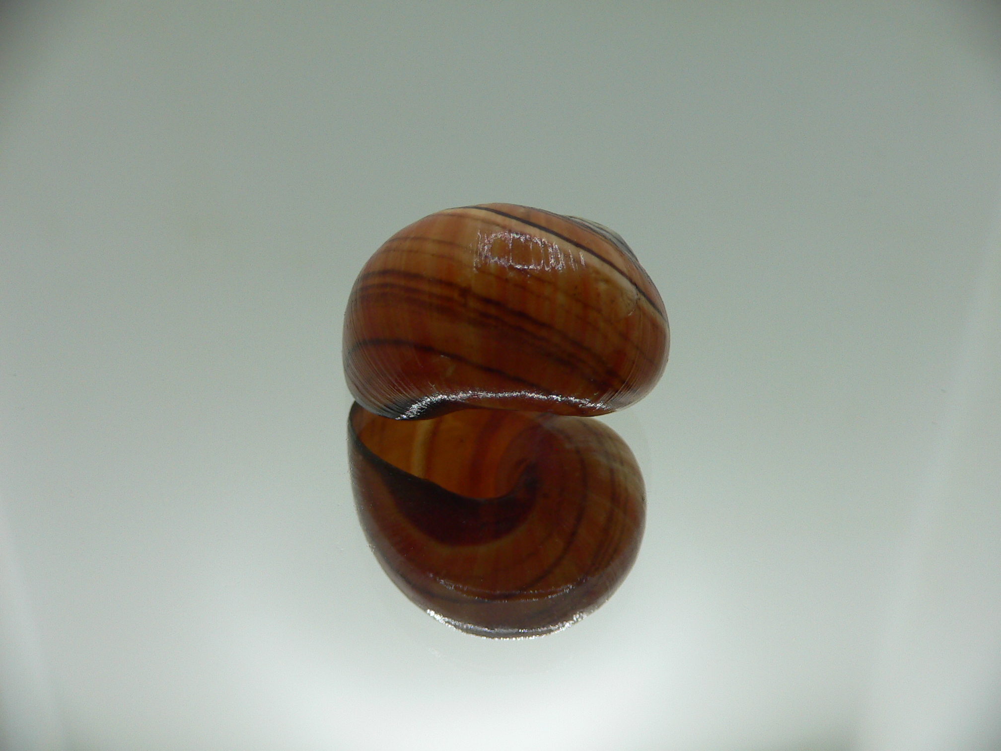 Polymita picta muscarum ENDEMIC & COLOR