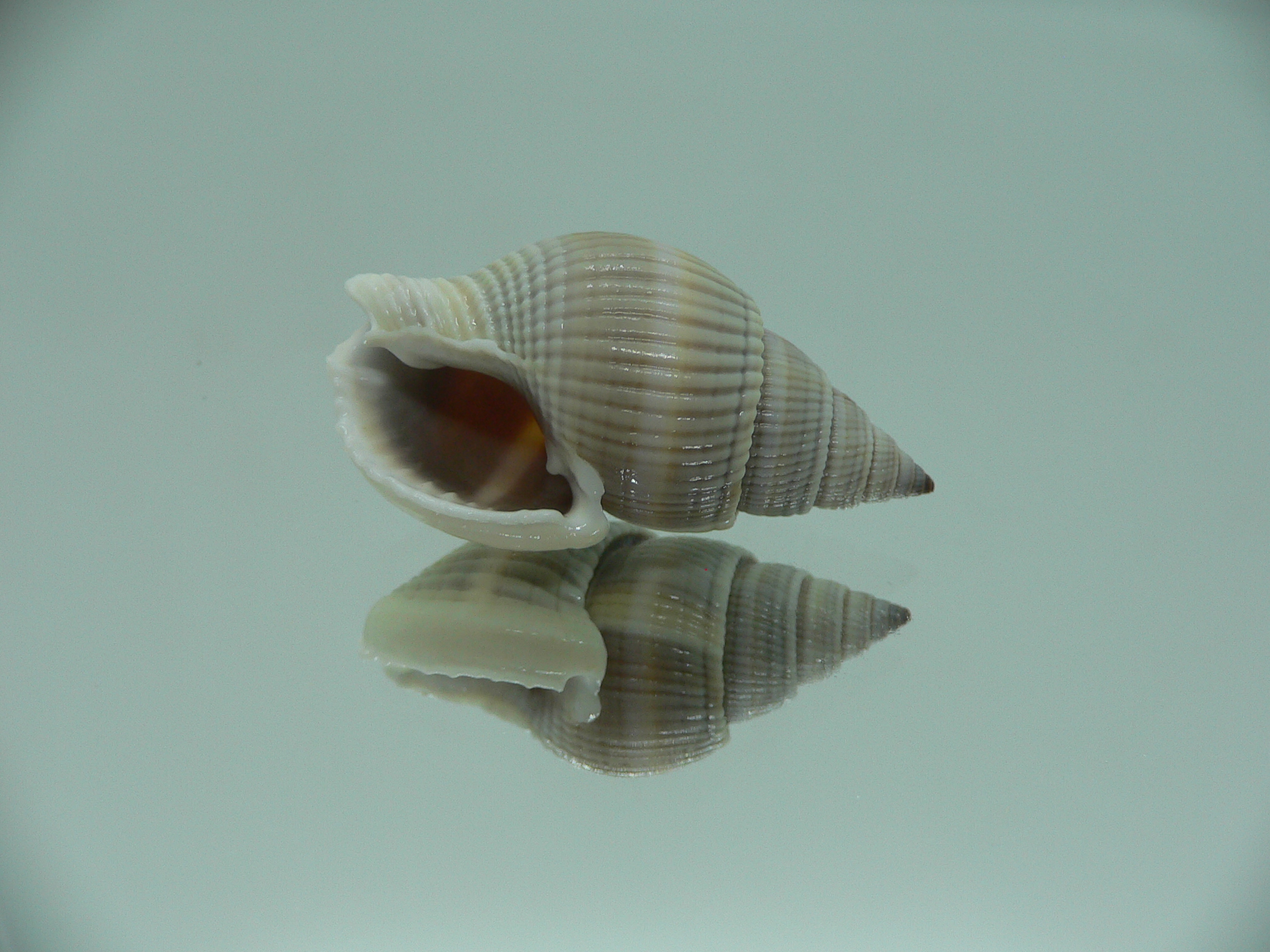 Nassarius siquijorensis BIG & BROWN