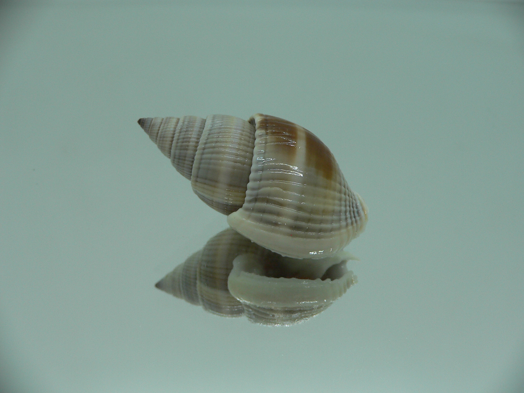 Nassarius siquijorensis BIG & BROWN