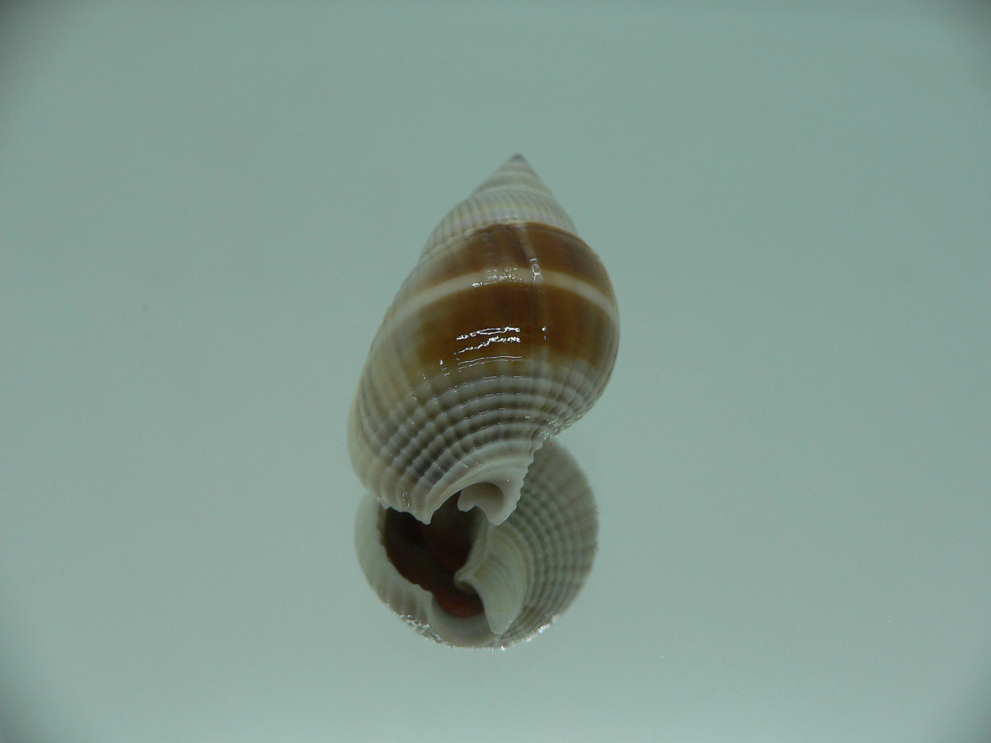 Nassarius siquijorensis BIG & BROWN