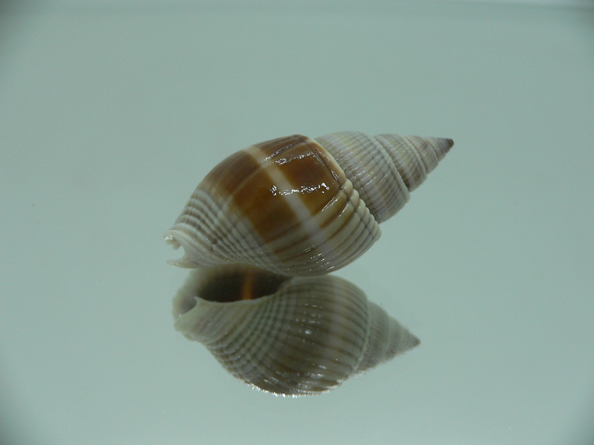 Nassarius siquijorensis BIG & BROWN