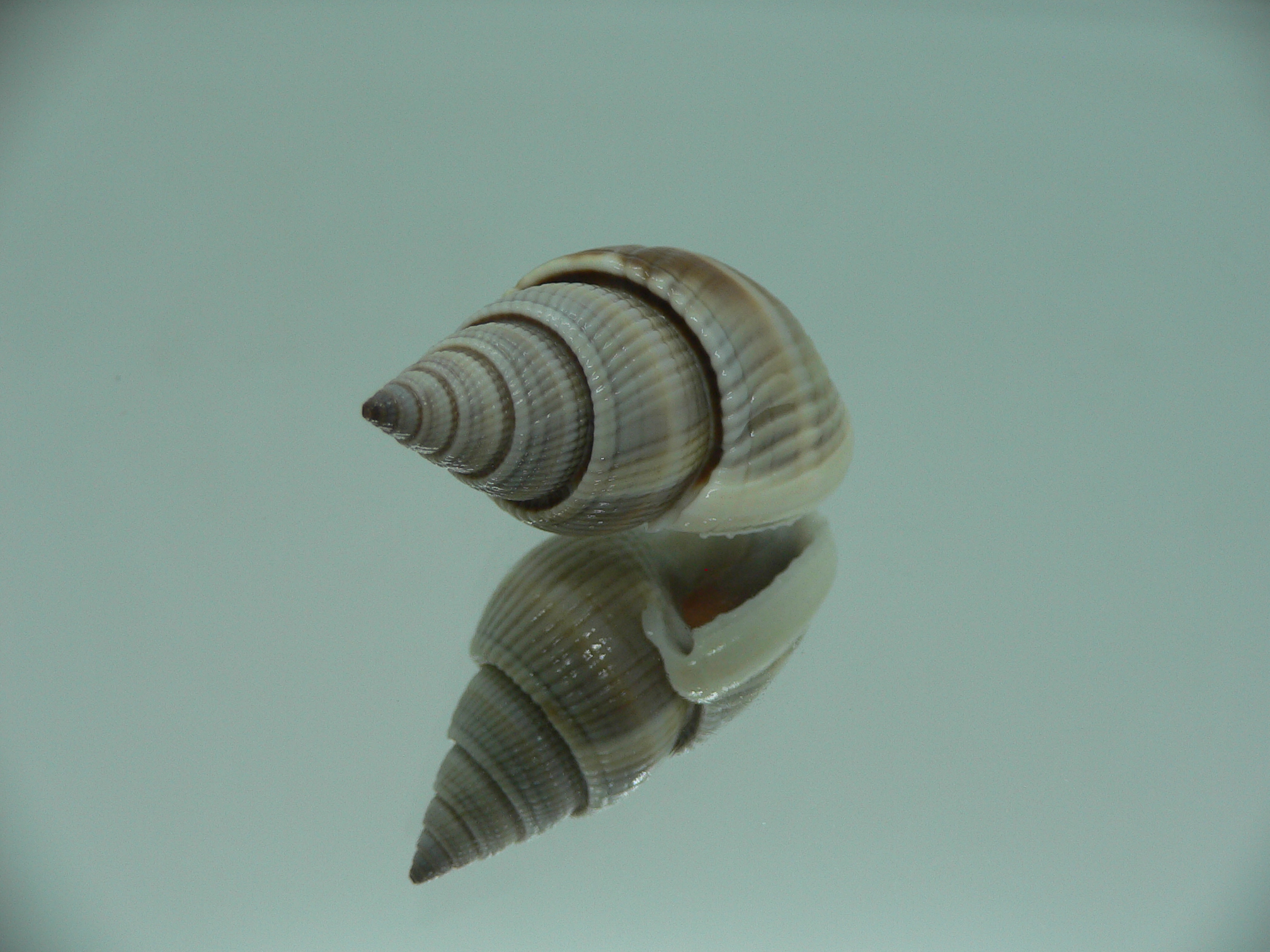 Nassarius siquijorensis BIG & BROWN