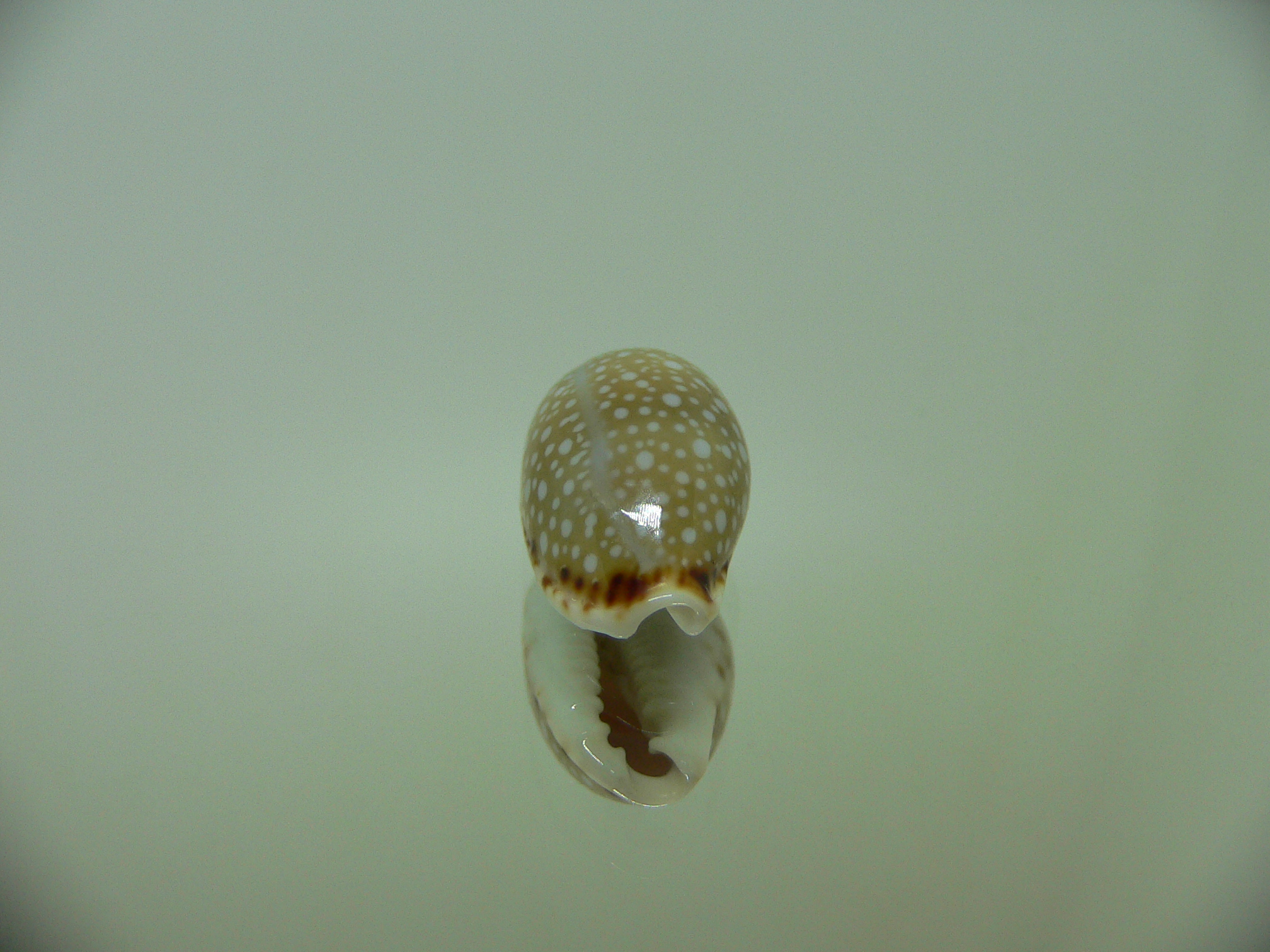 Cypraea labrolineata WITH STRIPE