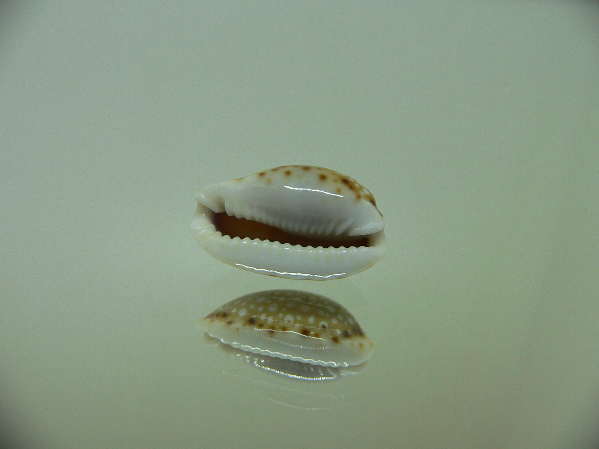 Cypraea labrolineata WITH STRIPE