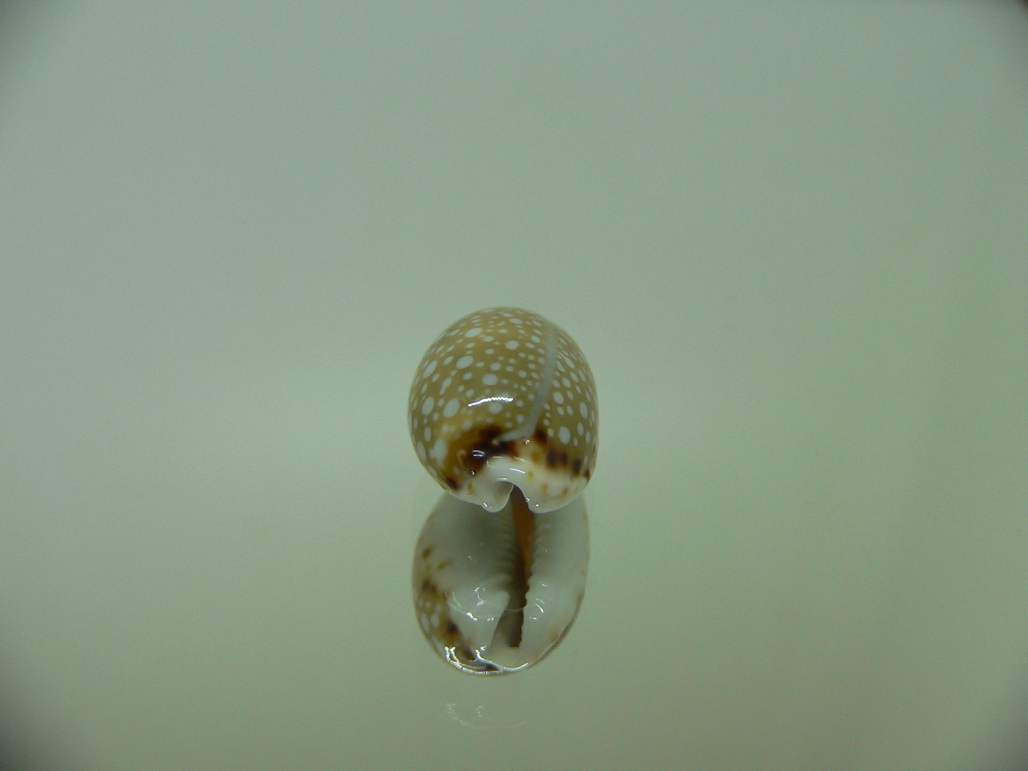 Cypraea labrolineata WITH STRIPE